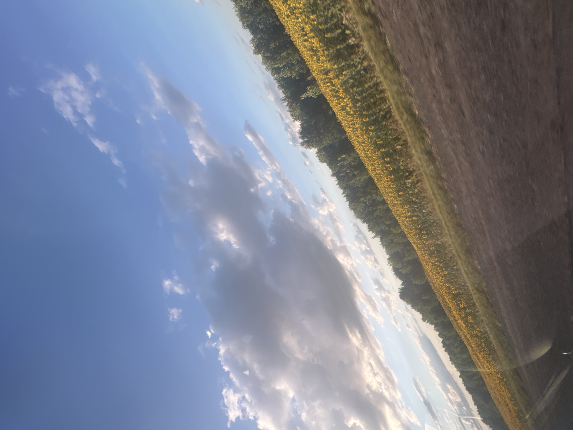 An image captured from a moving vehicle depicts a vast field of blooming sunflowers stretching diagonally across the frame. The sunflowers are a vibrant yellow, densely packed, and appear to be facing the sun. Behind the sunflower field, a dense line of dark green trees forms a natural border. The sky above is a clear blue, punctuated by scattered white and gray clouds, with a sliver of a crescent moon visible. A dirt road or path runs along the bottom foreground of the image, indicating the vantage point of the photographer. The scene is likely located in a rural area, possibly in Perevolotsky, Russia, given the presence of agricultural fields and natural landscapes. The image is slightly tilted, suggesting it was taken while the photographer was in motion. There are no people or specific human activities depicted in the image.