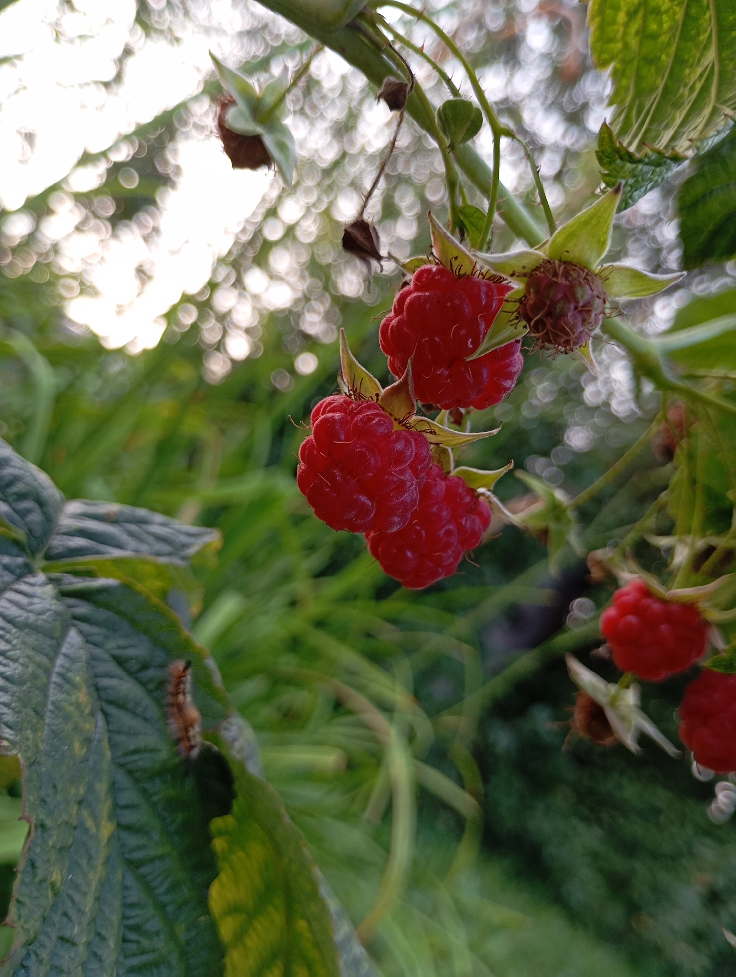 This image captures a close-up view of several ripe raspberries on a branch, with a blurred background of green foliage and bright, bokeh-effect circles of light. The raspberries are a deep red color and appear to be clustered together. Some of the leaves on the plant are visible, with one large, textured green leaf dominating the lower left portion of the frame. A small, fuzzy caterpillar is visible on this leaf. The overall impression is of a natural outdoor setting, likely a garden or a wild patch of raspberry bushes. The location in the city of Фоки, Russia is not discernible from the image content.