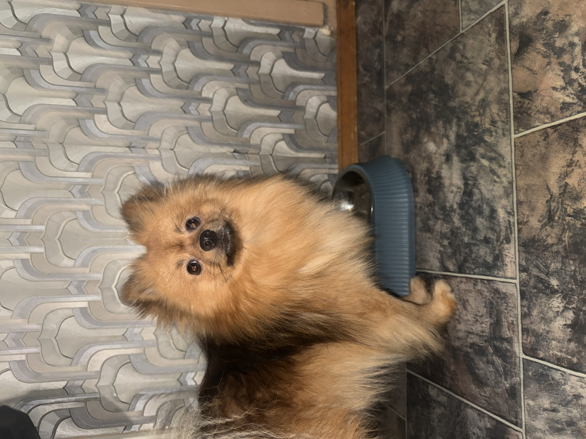 A fluffy, light brown and reddish-brown Pomeranian dog with dark, curious eyes and a black nose looks directly at the camera. The dog's fur has darker brown shading on its back and around its neck. It is positioned next to a teal or dark blue pet food bowl with a metallic insert. One of its paws is visible near the bowl.
The setting is indoors, featuring two distinct tiled surfaces. To the left of the dog, the wall or floor has light-colored tiles with an intricate, repeating geometric pattern in shades of light grey, white, and pale blue. To the right, darker, mottled tiles with light grout lines, in shades of brown, black, and dark grey, cover what appears to be the floor. A wooden frame or trim separates these two tiled areas.
The dog appears attentive and engaged, gazing forward with a slightly tilted head. The lighting suggests an indoor environment. There is no visible text in the image. The location context provided is Khimki, Russia.
