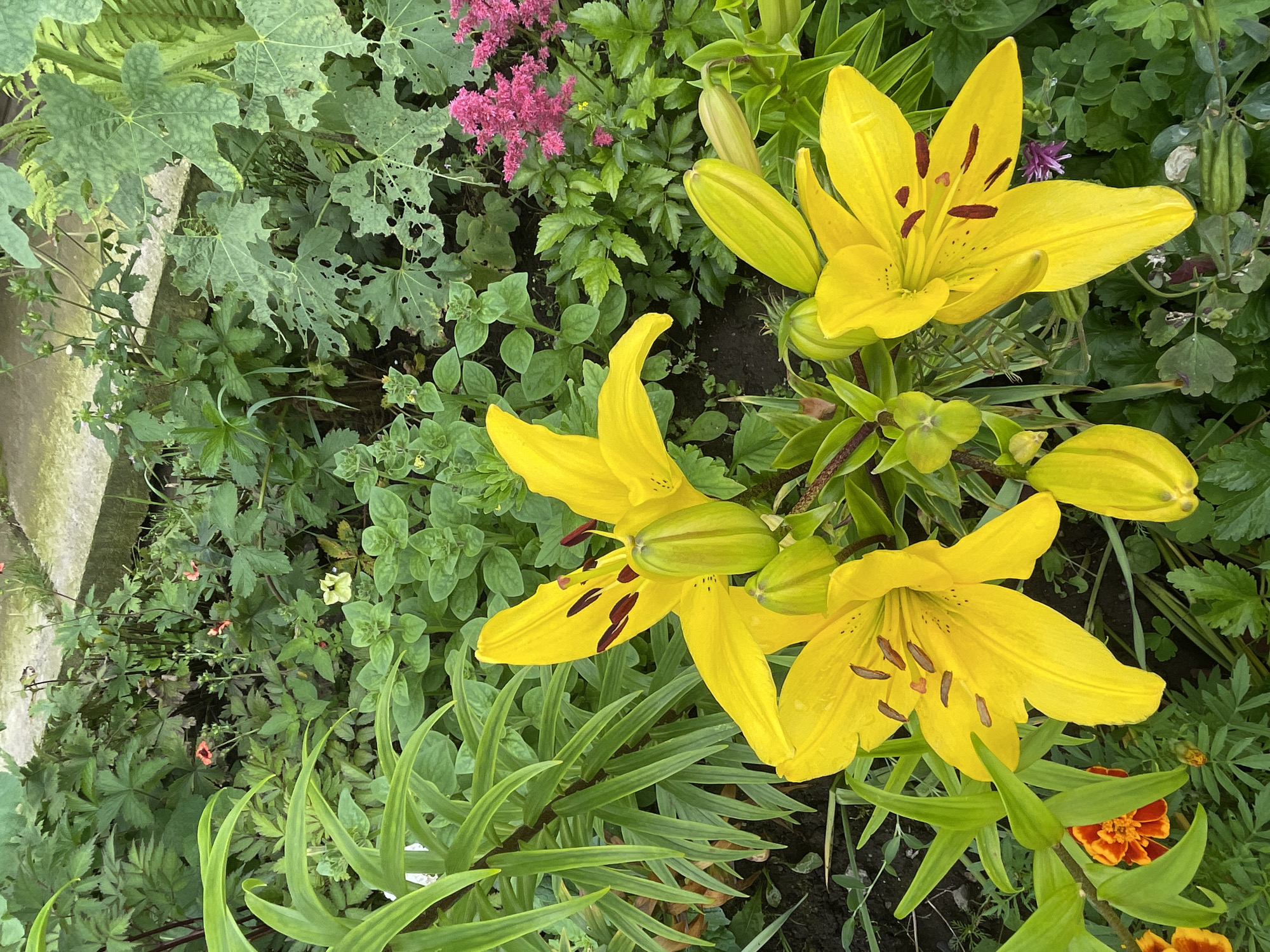 The image displays a close-up view of a garden with a cluster of vibrant yellow lilies as the central focus. The lilies are in various stages of bloom, with some fully open and others as buds. They have prominent stamens with dark anthers and are surrounded by lush green foliage. In the background, other plants are visible, including a patch of small pink flowers and some broad leaves with evidence of insect damage. A concrete pathway or border can be seen in the upper portion of the image. The scene appears to be an outdoor setting in a garden.
