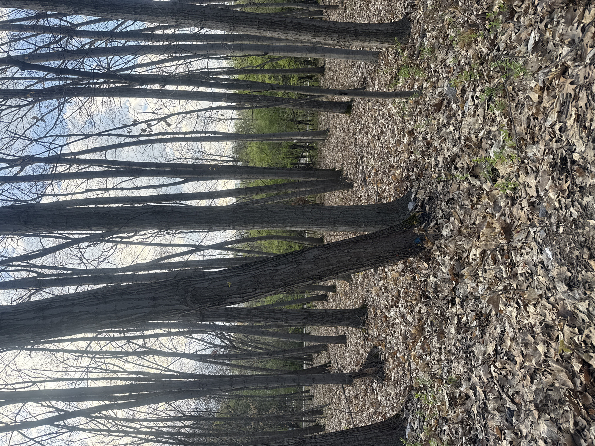 The image shows a forest setting. Numerous trees with bare branches fill the frame, creating a dense, linear pattern. The ground is covered in fallen leaves, suggesting autumn or early spring. In the distance, some green foliage is visible, possibly indicating new growth. The sky is visible through the branches, appearing light blue with some clouds. No people, animals, or man-made structures are present in the scene, and there are no discernible actions or interactions. The environment appears to be a natural, wooded area. Since the image doesn't provide clues to the location, it's impossible to determine if this image depicts a location in Sofia, Bulgaria.