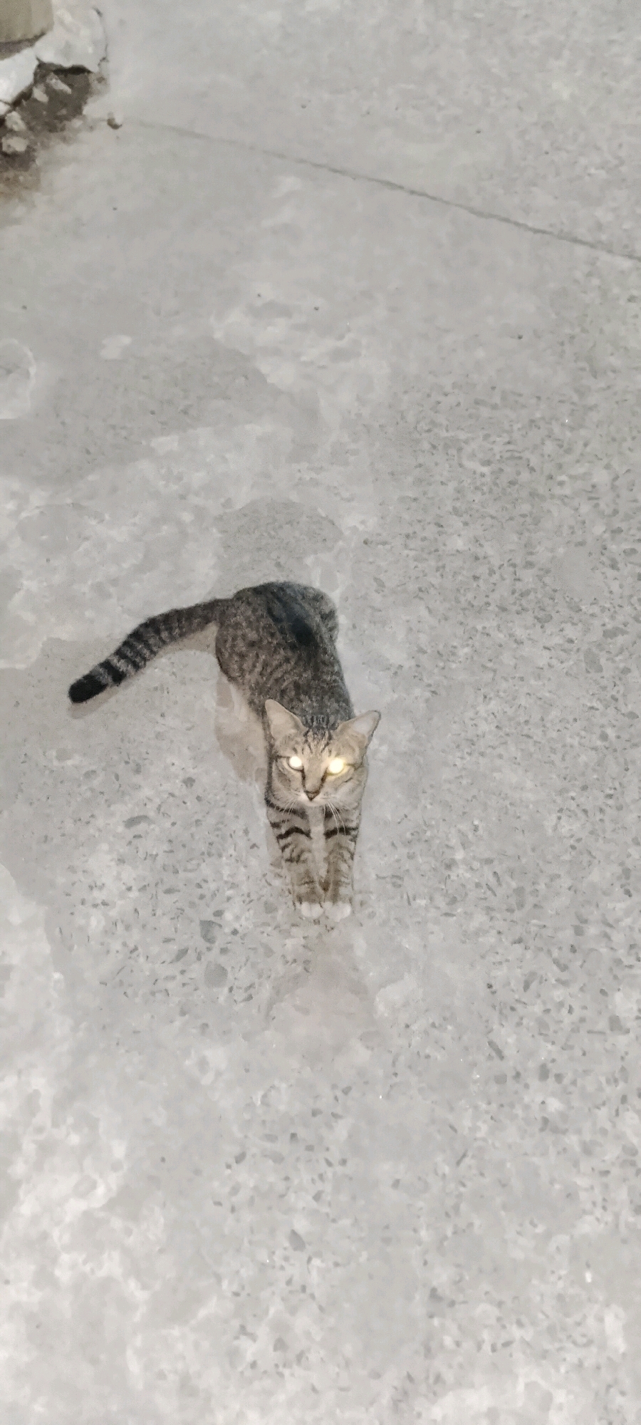 A tabby cat with bright yellow eyes stands on a light-colored, speckled ground. The cat is positioned facing the camera, with its body in a slight crouch. Its tail, which is striped, is extended behind it. The ground appears to be a concrete or paved surface, possibly outdoors, as there are some light and dark patches suggesting moisture or unevenness. The background is blurred, with a hint of a dark, vertical object on the left. The overall impression is of a common domestic cat in an urban or semi-urban environment.