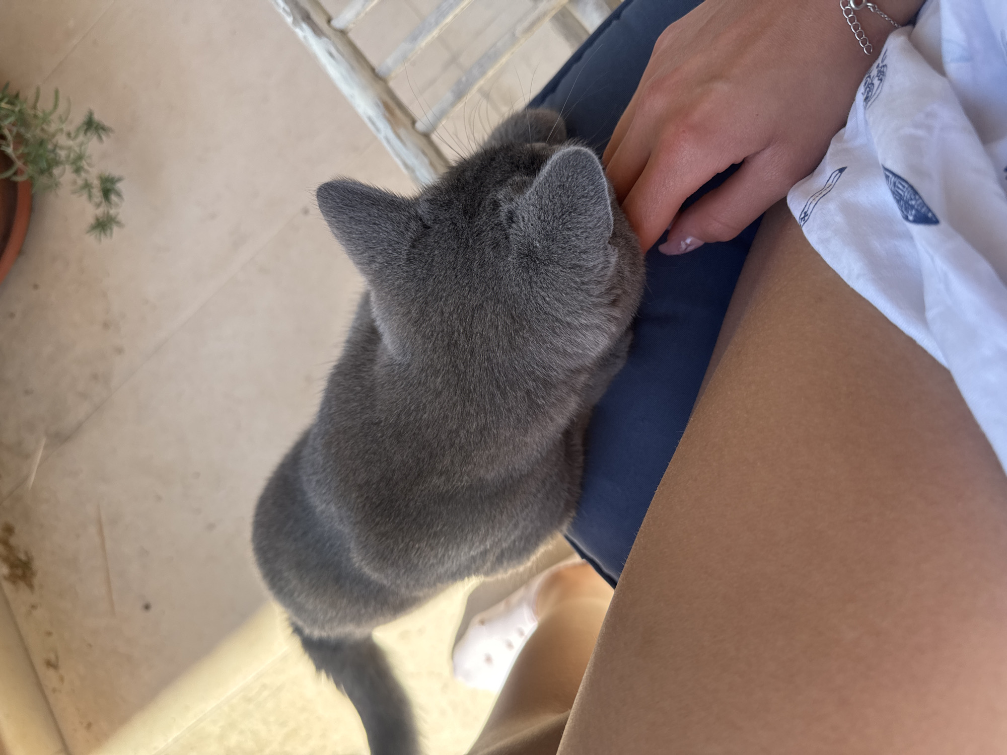 A gray cat rests against a person's hand, which is resting on their lap. The person is wearing a white patterned shirt and a silver bracelet. They are also wearing a pair of tan-colored shorts and white footwear. A potted plant is visible in the background to the left. The location is implied to be in the city of Pleven, Bulgaria.