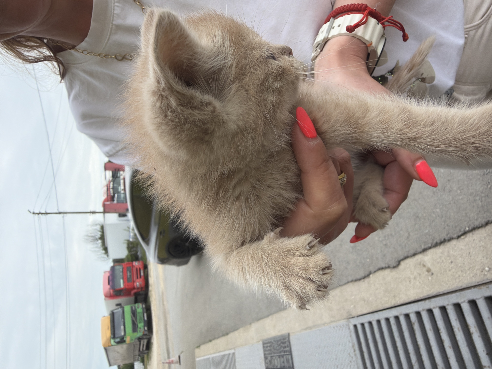 A light-colored kitten is being held in a person's hands with manicured nails. The person is wearing a white shirt and a gold chain, as well as a white and red bracelet. The background includes a street with trucks parked, and a storm drain. The location is possibly Dolno Ablanovo, Bulgaria.
