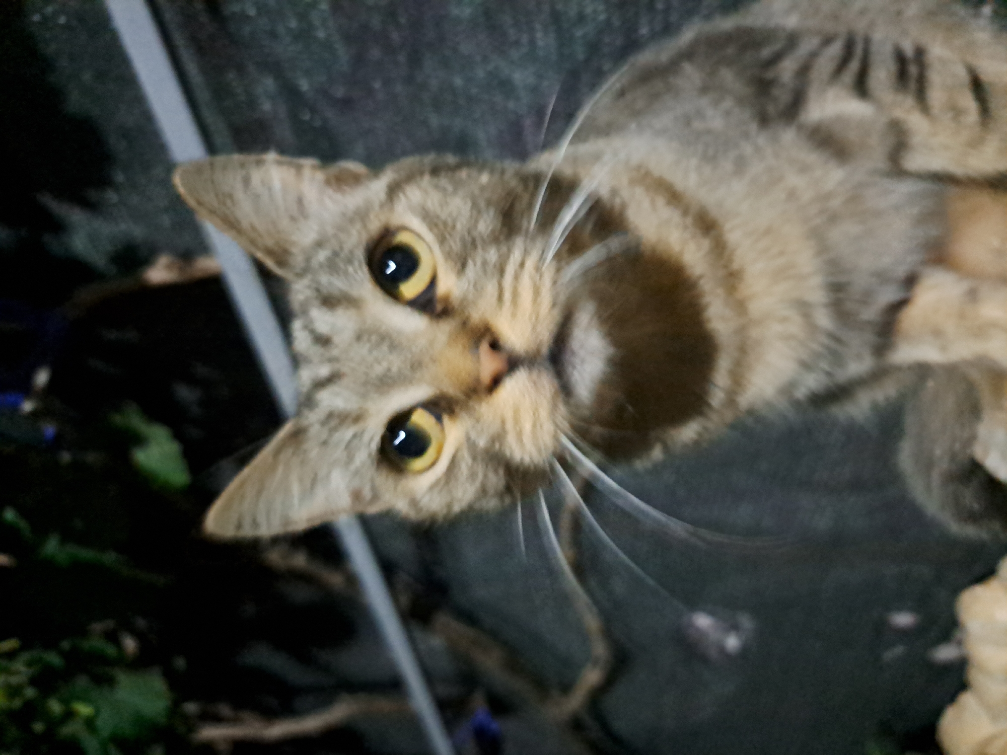 A medium shot shows a tabby cat with bright yellow eyes looking directly at the camera. The cat has a brown and gray striped coat and prominent white whiskers. It is sitting in what appears to be an outdoor setting, with blurred greenery and vines in the background. A dark, textured surface is visible behind the cat. There is a horizontal bar or railing in the upper background. The lighting suggests it may be evening or night. There are no people or specific landmarks to indicate the location of Vypasne, Ukraine.