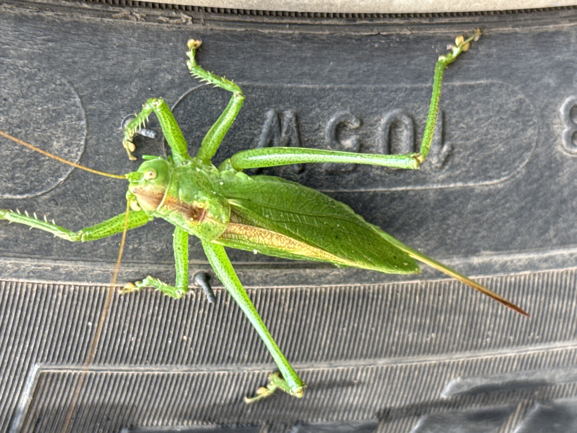 A green katydid is positioned vertically on a dark, textured surface, possibly the tread of a tire, which has raised horizontal ridges. The katydid is facing upwards, with its long antennae extending towards the top of the frame. Its body is predominantly green, with some lighter green markings and a reddish-brown head. The insect's long, slender legs are spread out, with some gripping the textured surface. A portion of the katydid's wing is visible, exhibiting a golden-brown coloration with darker venation. The background is out of focus, but appears to be a continuation of the dark, textured material. The image is taken from a high angle, looking down at the katydid. There are no people, buildings, or identifiable landmarks present to indicate a specific location within Votkinsk, Russia. The environment is purely characterized by the insect and the surface it is on.
