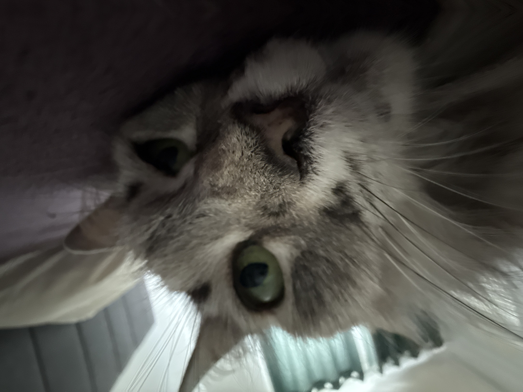 A close-up, low-angle shot shows a grey and white tabby cat lying on a dark surface. The cat's head is tilted to the right, and its green eyes are visible. The cat's fur is long and appears soft. In the background, a blurred light-colored surface, possibly a pillow or blanket, is visible, along with a hint of light-colored curtains or blinds. The overall lighting is dim, with the light source appearing to be from above and to the left.