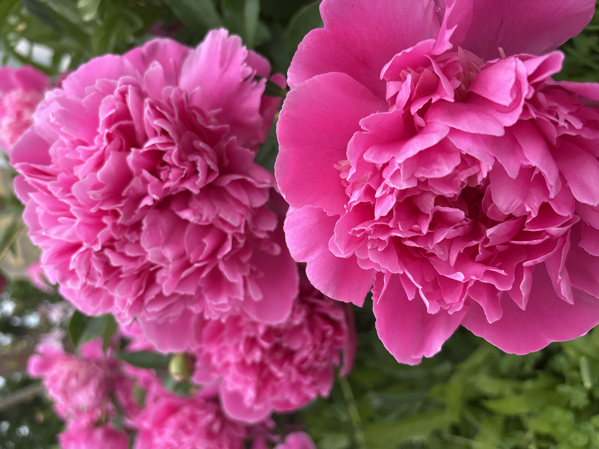 This media file shows a close-up, overhead view of several vibrant pink peonies in bloom. The flowers are the primary subjects, with their lush, ruffled petals filling most of the frame. Two large peonies are in sharp focus on the right and left sides of the image, showcasing intricate layers of petals. In the background, several other peonies are visible, some in sharp focus and others blurred, along with green foliage. The overall impression is one of abundant natural beauty. The image appears to be taken outdoors, likely in a garden or natural setting, given the presence of greenery. The lighting suggests it could be daytime, possibly late morning or afternoon, with soft, diffused light that highlights the texture and color of the flowers. There is no visible text. The context provided indicates the location is Borki, Russia, which suggests this is a scene from a garden or park in that region.