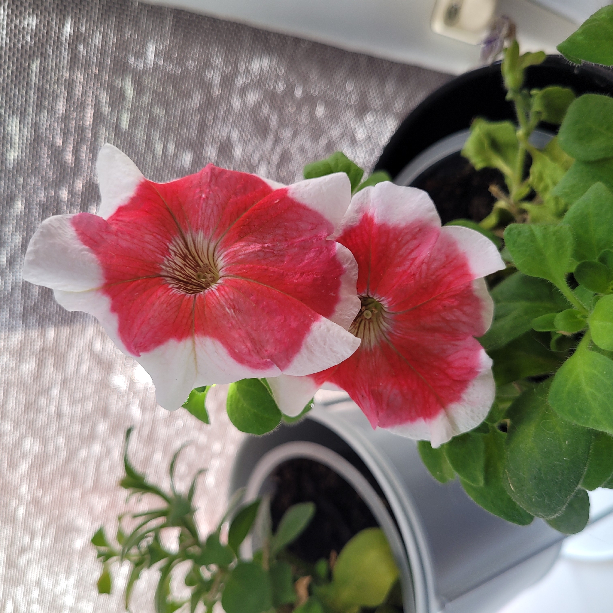 In Jūrmala, Latvia, two bi-colored petunia flowers with white petals edged in pink are in focus. One flower is positioned above the other. The flowers are supported by green leaves and are planted in a black pot. To the left, a white pot containing another green plant is partially visible. The background consists of a textured surface, possibly a curtain or blind, with diffused light creating circular bokeh effects.