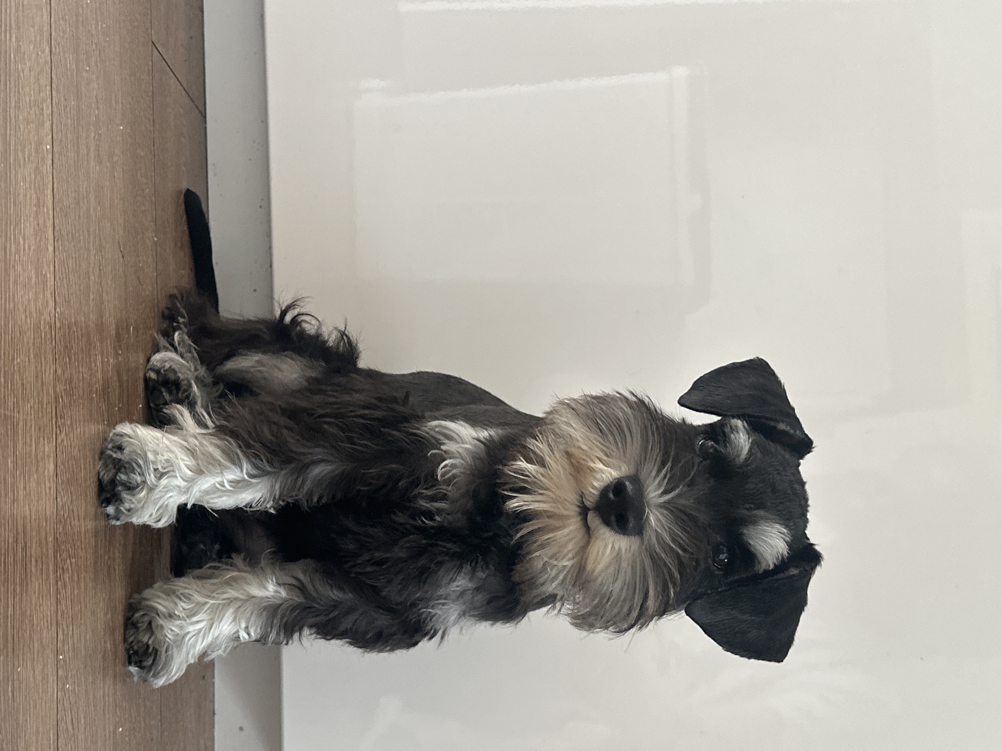 A Miniature Schnauzer puppy is sitting on a wooden floor in front of a white, reflective wall. The dog has black and gray fur with a lighter, bushy beard and eyebrows. Its ears are dark and slightly rounded. The puppy is looking directly at the camera. The floorboards are a warm brown color and appear to be made of wood. The wall behind the dog is smooth and white, with a faint reflection or shadow visible on its surface. The scene is well-lit and appears to be indoors. There are no people or other animals present in the image. The environment is clean and uncluttered. The location is not specified in the image itself, and there is no visual information to indicate it is in Lapės, Lithuania.