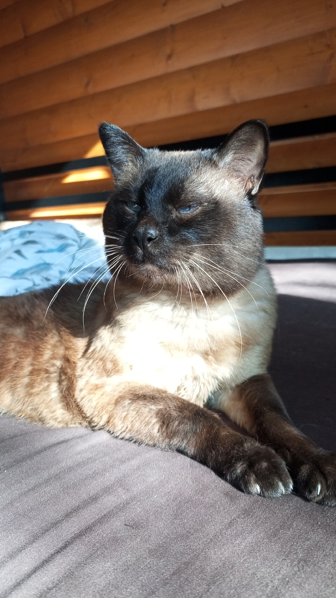 A seal point Siamese cat is lying on a dark grey or brown bed or cushion. The cat is partially illuminated by sunlight, which also casts shadows on a wooden structure in the background. A blue and white pillow is partially visible behind the cat. The location is stated as Юдино, Russia.