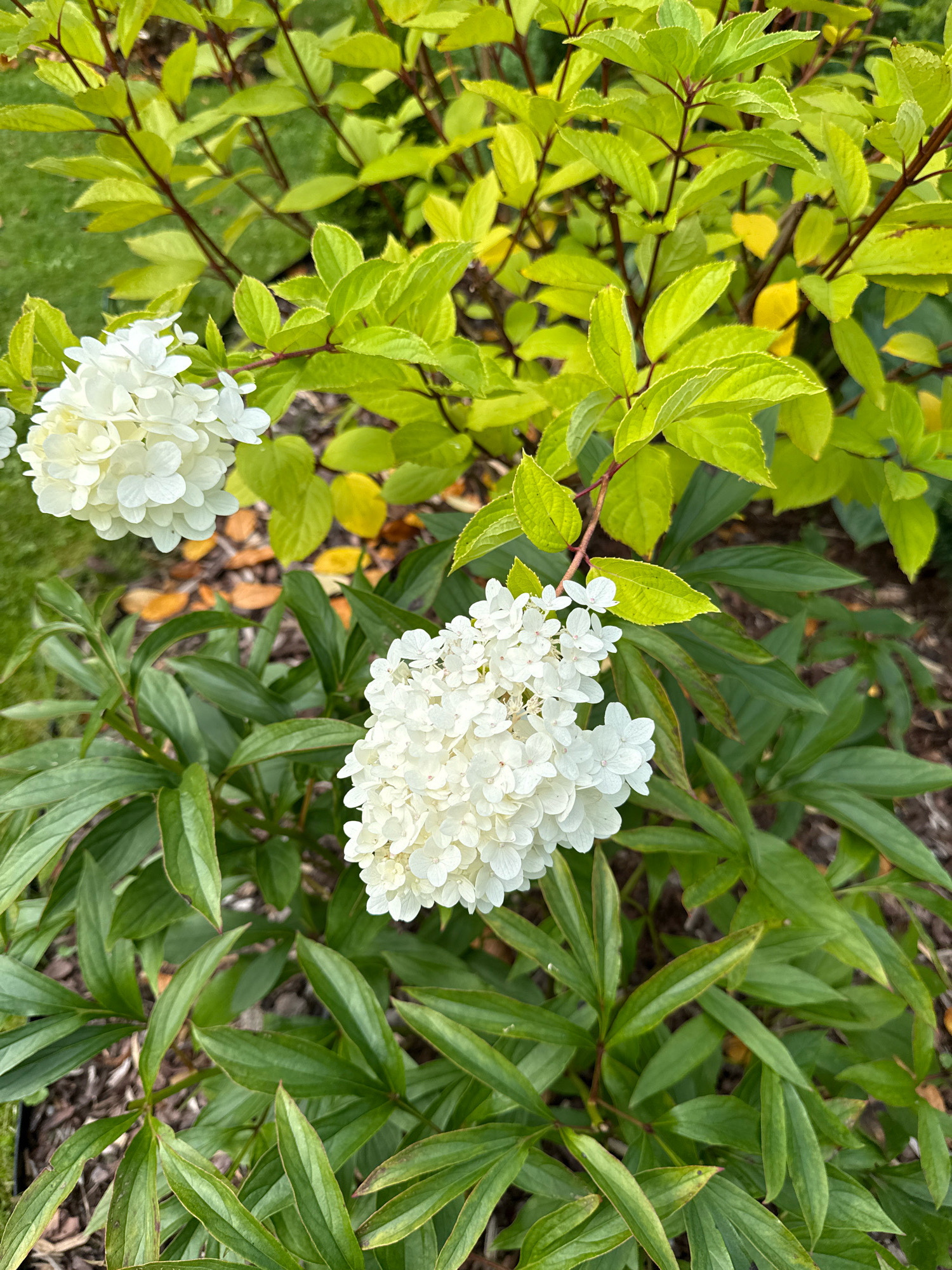 In an outdoor garden setting, two white hydrangea flower clusters are visible. The one on the left is slightly out of focus, while the one on the right is in sharp focus. Both clusters are composed of numerous small, individual florets. The hydrangeas are surrounded by lush green foliage. Some of the leaves are a lighter, almost lime green, while others are a deeper, darker green. The ground beneath the plants is covered in mulch and a few fallen, yellowed leaves. The image is taken from a slightly elevated angle, looking down into the plants. The lighting suggests it is daytime, likely with some dappled sunlight. There are no people or animals present in the image. The environment appears to be a well-maintained garden.