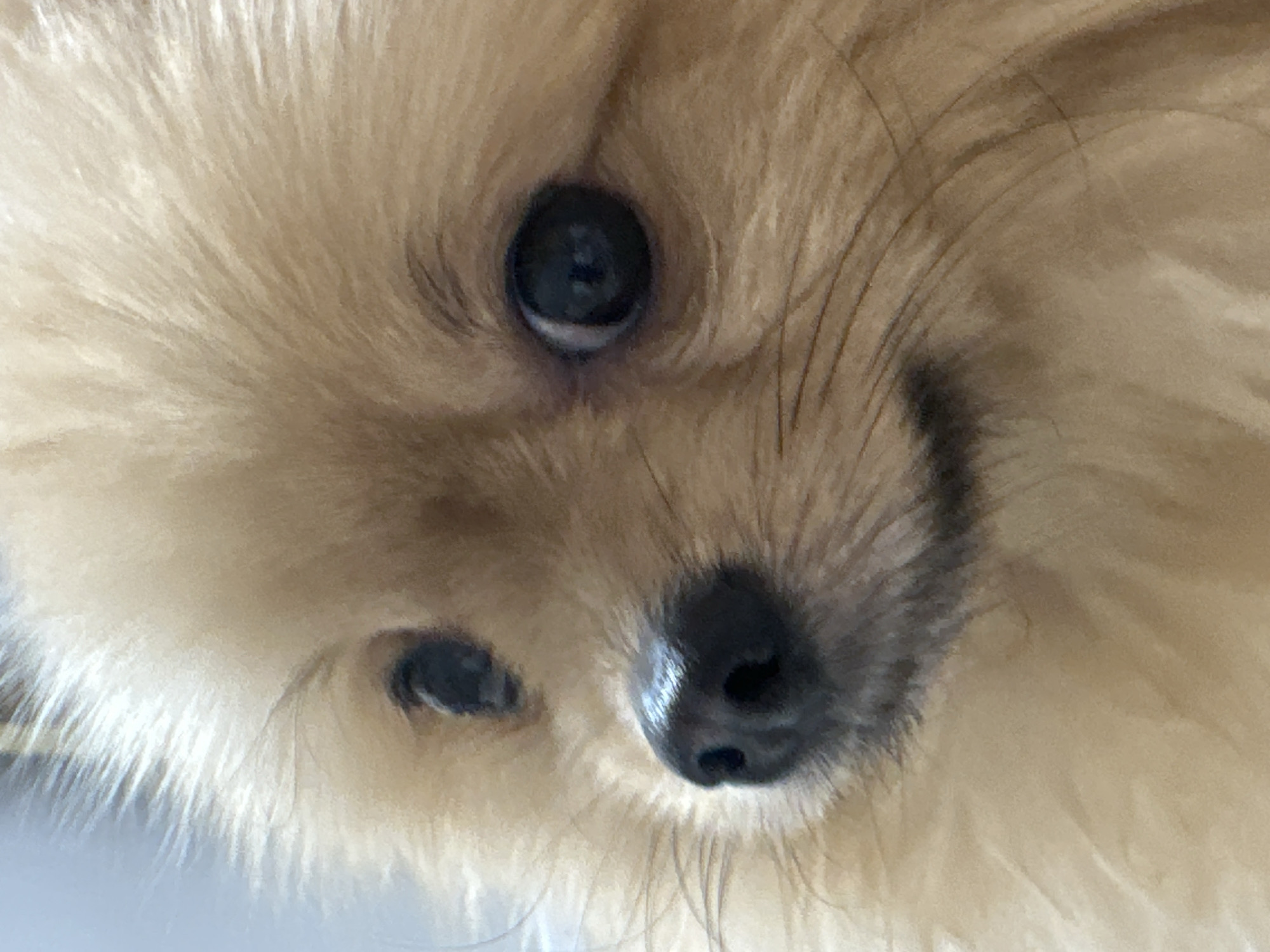 Close-up image of a Pomeranian dog's face. The dog has light brown or tan fur, dark eyes, and a black nose. The image is sharply focused on the dog's facial features. There is no information to suggest the image was taken in Votkinsk, Russia.