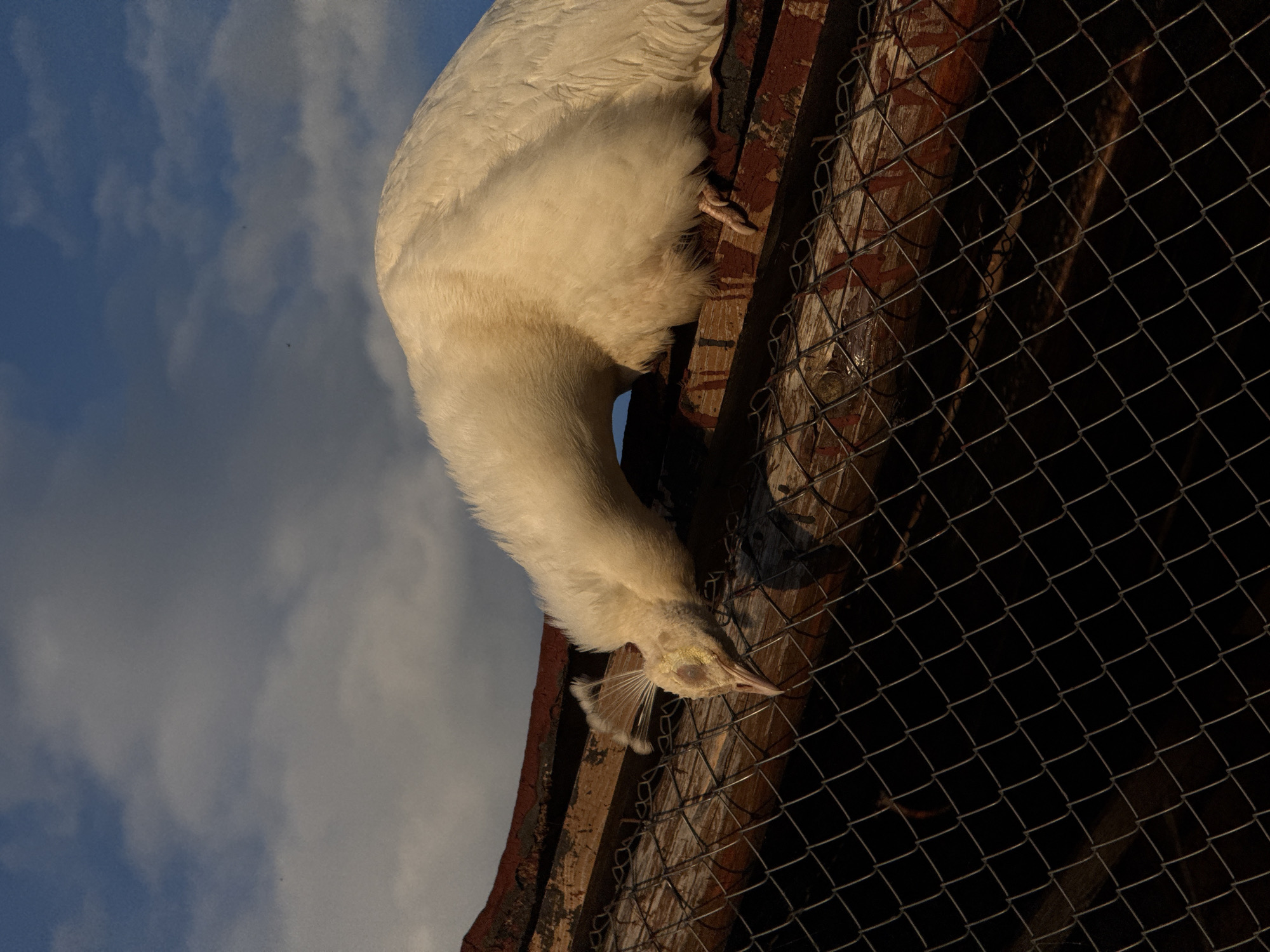 A white peafowl is captured in a vertical, outdoor shot, bending its head downwards. The bird, with its bright, fluffy cream-colored feathers, is perched on a rustic wooden beam, which appears to be part of an enclosure or a roof structure. Its distinctive pointed beak and delicate head crests are visible as it looks intently downwards, possibly pecking or observing something below.
To the right, a dark wire mesh fence with a diamond pattern is prominent, casting shadows and partially obscuring the background. The wooden beam the bird is perched on is reddish-brown with visible texture, and one of its feet with talons can be seen gripping the wood.
The left side of the frame features a bright blue sky dotted with white, wispy clouds, indicating an outdoor setting during daytime. The warm lighting suggests late afternoon or early morning, illuminating the bird and parts of the wooden structure, while deeper shadows fall behind the fence. Two tiny specks, possibly distant birds, are visible against the sky. No text is visible. The scene evokes a tranquil moment in an aviary or farm environment, likely in Doganovo, Bulgaria.