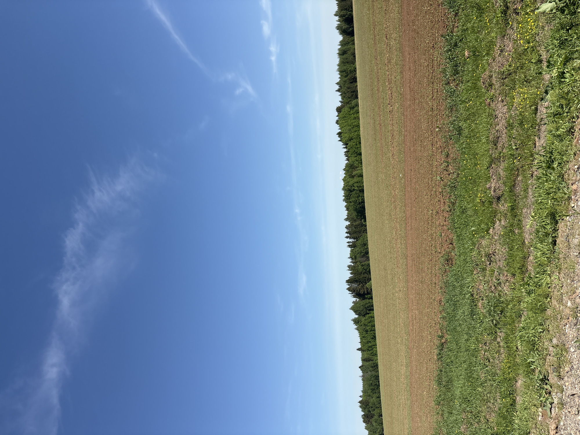 The image shows a rural landscape, likely in Перевозное, Russia. A clear blue sky with wispy clouds occupies the left side of the frame. The right side depicts a field, divided into sections of varying vegetation and color. A line of trees separates the field from an unseen area beyond. The field transitions from tilled soil to green grass and other plants near the foreground. The image is rotated counter-clockwise.
