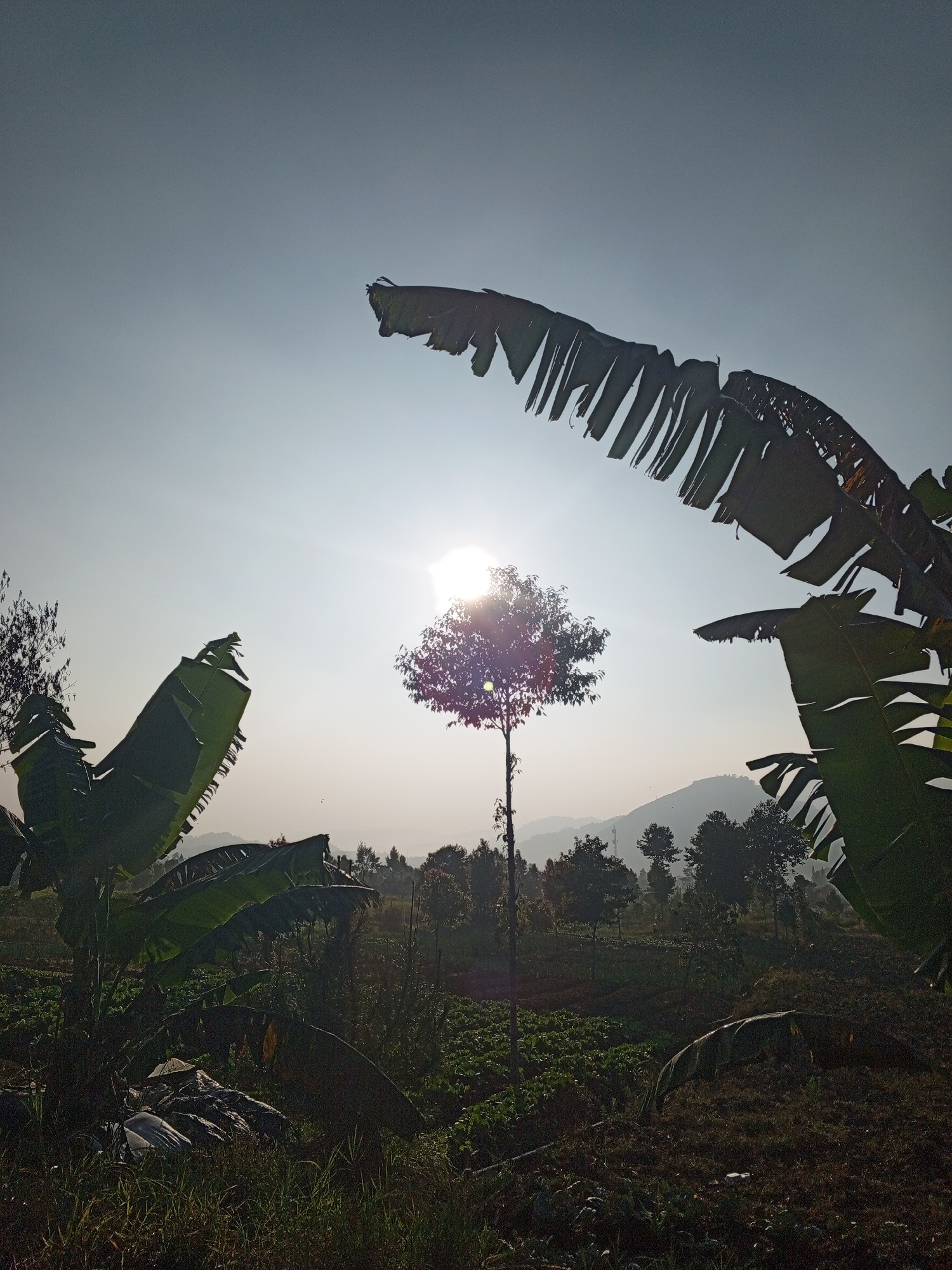 This is a landscape photograph taken in Pelwehera, Sri Lanka, at sunrise. The sun is positioned in the upper center of the frame, its bright light creating a lens flare. Large, dark green banana leaves frame the foreground and right side of the image, their shredded edges casting shadows. In the middle ground, a solitary, slender tree stands silhouetted against the sun, its branches visible. Behind the tree, rolling hills are shrouded in a light mist, with a scattering of trees and some man-made structures, possibly telecommunication towers, visible on their slopes. The foreground consists of agricultural land, with rows of crops and dark soil. To the left, a pile of what appears to be discarded plastic sheeting and other debris lies amongst the vegetation. The overall scene depicts a rural agricultural setting bathed in the soft light of early morning.