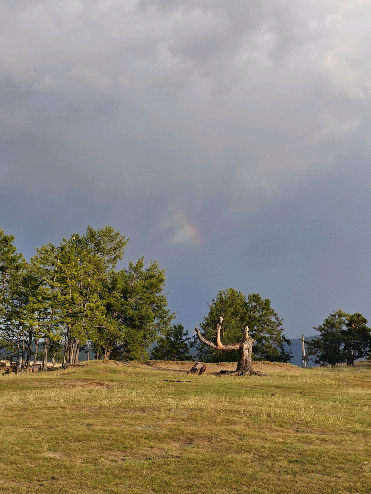 The image depicts a landscape scene in Kharantsy, Russia, under a dramatic sky with visible clouds and a faint rainbow. In the foreground, a dry, gnarled tree stump stands prominently on a grassy hill. To the left and in the background, a cluster of tall, green coniferous trees creates a dense treeline. Further in the distance, more trees are visible, and beyond them, a subtle mountain range or hills can be discerned. The grassy field appears somewhat dry and golden, suggesting it might be late summer or early autumn. The sky is a mix of dark, overcast clouds and lighter patches, with the rainbow appearing as a soft arc of color. No people or animals are visible in the frame.