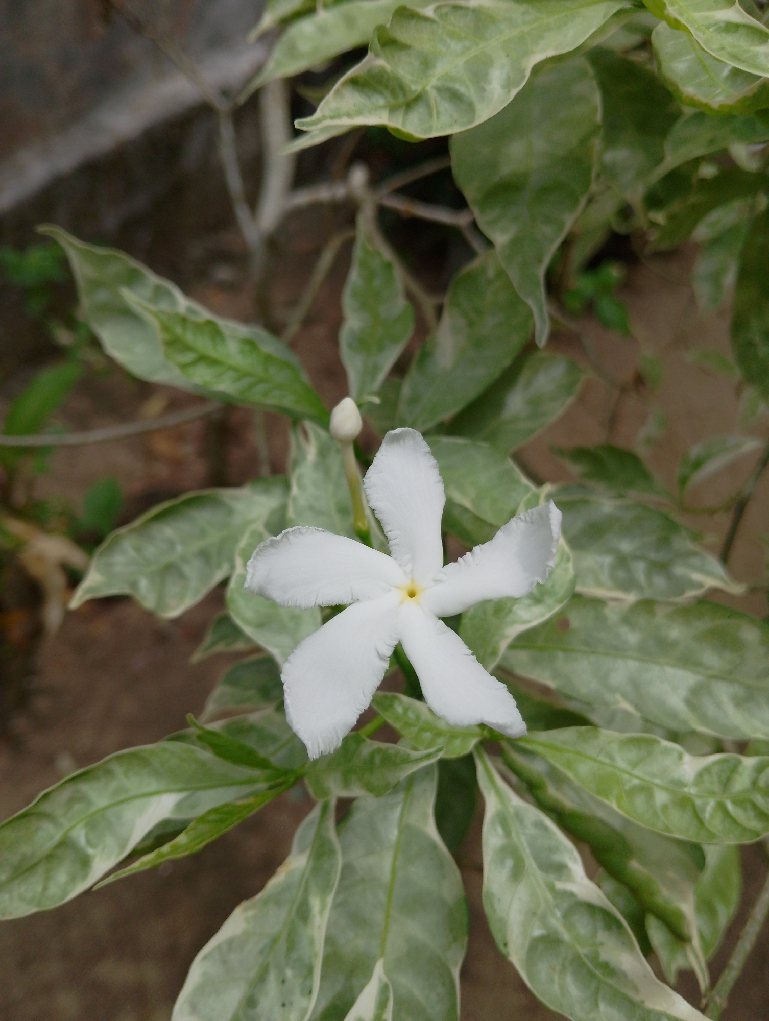 In Mesjidbluek, Indonesia, a close-up, eye-level shot focuses on a single, five-petaled white flower with a yellow center, blooming amidst variegated green and white leaves. The flower is in sharp focus, its delicate, ruffled petals clearly visible. A small, unopened bud is positioned just above and to the left of the blooming flower. The background is softly blurred, showing the textured surface of the ground and some out-of-focus foliage.