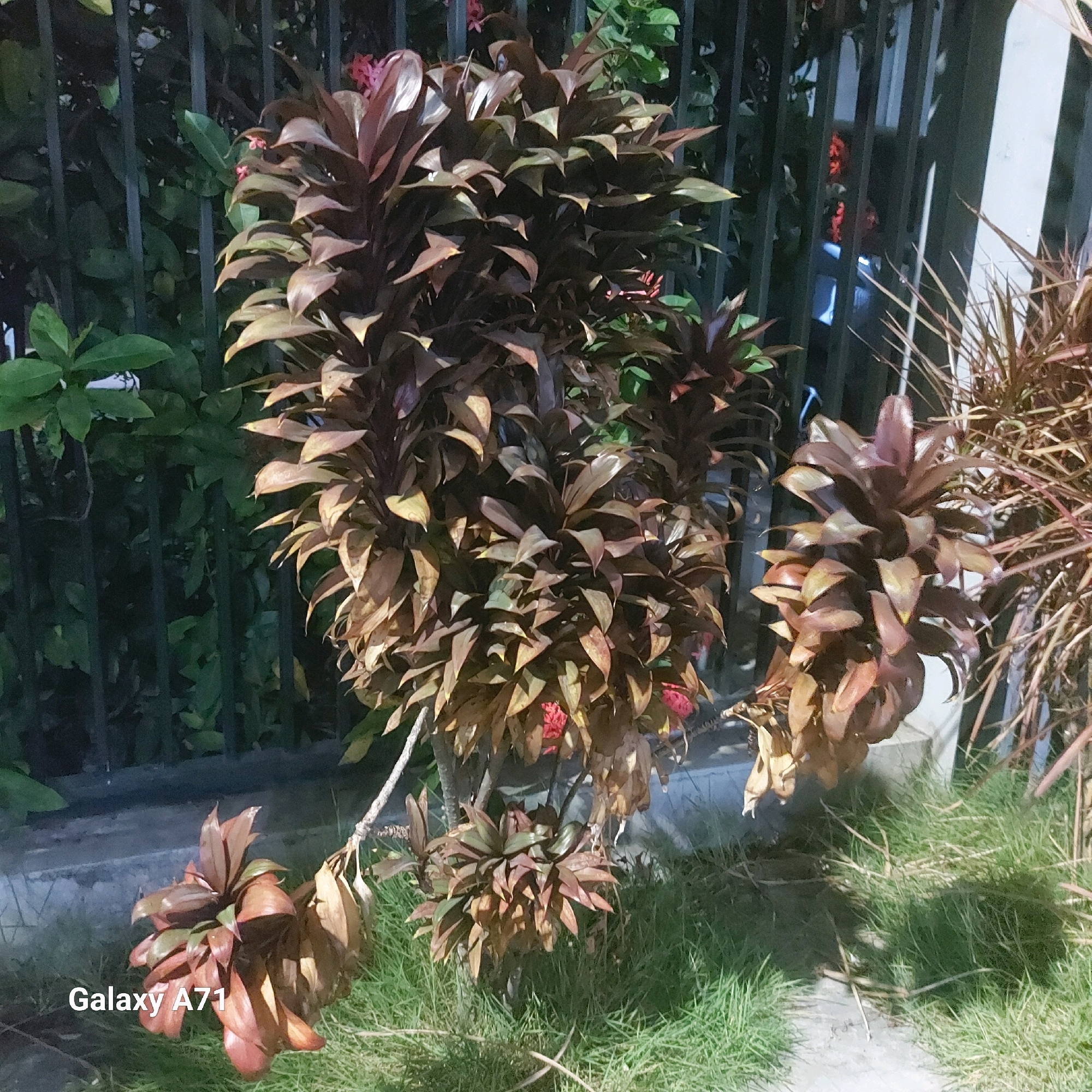 The image shows a close-up view of several Cordyline fruticosa plants with reddish-brown leaves in front of a black metal fence. The plants are of varying sizes, with the largest in the center, appearing somewhat dry and brown at the lower leaves. Some small red flowers are visible amongst the foliage of the central plant. To the right, another, thinner plant with similar colored, thin leaves is partially visible. The ground is covered with green grass, with some dry grass and twigs scattered on it. In the bottom left corner, the text "Galaxy A71" is overlaid. The lighting suggests it is evening or early morning, casting shadows. This scene is likely in a garden or outdoor public space in Surabaya, Indonesia, given the mention of the phone model. There are no people or animals in the image.