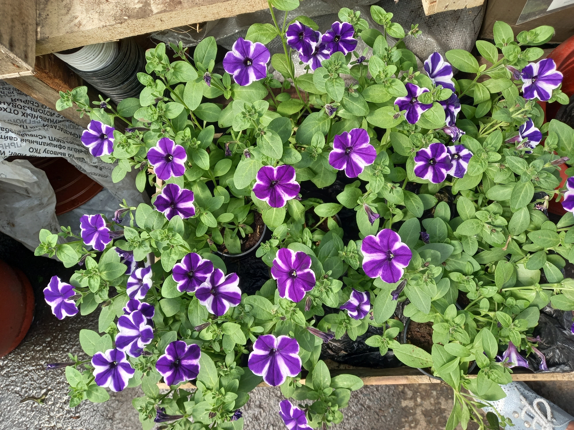 A top-down shot shows a wooden crate overflowing with blooming petunias in the city of Aramil, Russia. The petunias are predominantly purple and white, with some entirely purple. The crate itself is brown and appears weathered. The background is a mix of textures, including what looks like a gray, wet pavement or concrete surface, a brown pot, and a white, textured material, possibly a bag or tarp. To the right, there is a wooden beam and stacked circular objects. A light blue shoe with white laces is partially visible in the bottom left corner. The lighting suggests it is daytime.