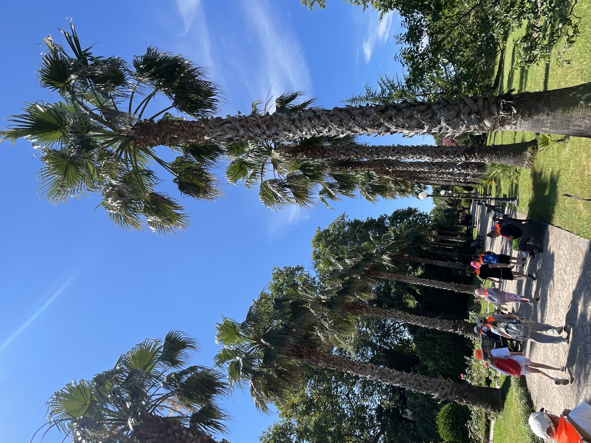 The image depicts a sunny day in Sirius, Russia, with a pathway lined with tall palm trees. A group of children wearing orange safety vests and hats are walking along the path. Some are carrying backpacks, and one person is seated on a bench. The environment is lush and green with manicured lawns and rose bushes visible. The sky is a clear blue with a few wispy clouds. The overall scene suggests an outdoor recreational area or park within the city.