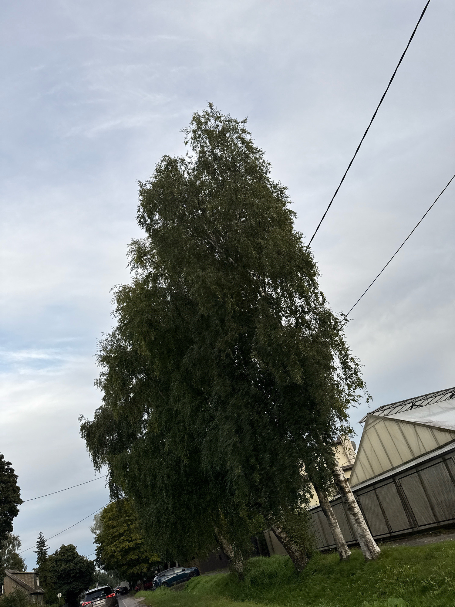 The image shows a tall, leafy birch tree leaning towards the left, with its branches full of green foliage. The tree's white, striped trunk is visible. In the background, a large greenhouse-like structure with a transparent roof and a grey metal fence is situated. Power lines stretch diagonally across the cloudy sky. To the left of the main tree, a street is visible with several cars parked and driving. Some residential buildings and other trees are also present in the distance. The scene appears to be an outdoor environment in an urban or suburban setting, possibly in Tallinn, Estonia, given the architectural style of the buildings and the types of vehicles.