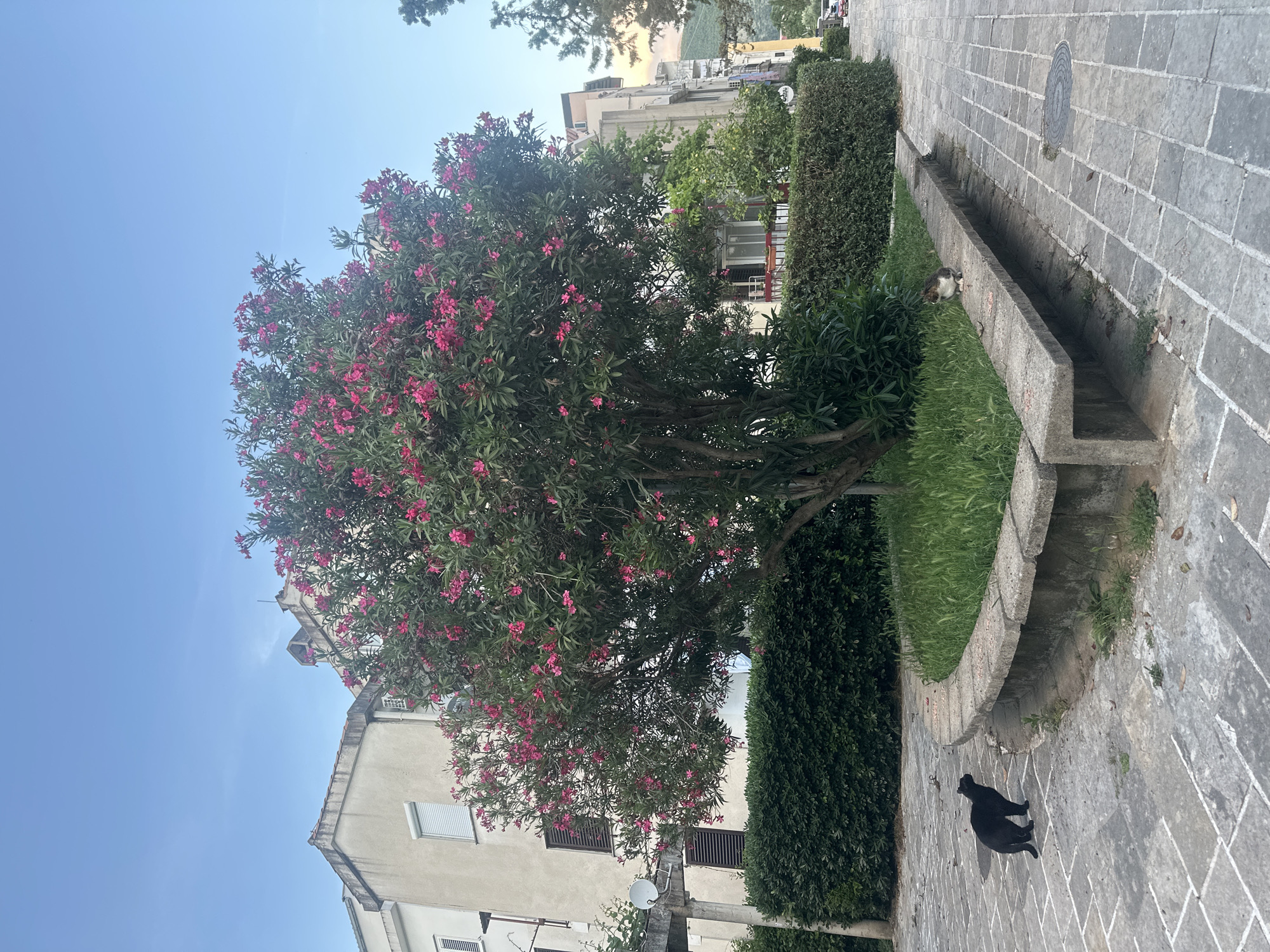 The image shows a street scene in Budva, Montenegro. A large oleander tree with pink flowers is centrally located, partially obscuring a multi-story building behind it. To the right of the tree, there is a tiered stone drainage ditch with green grass growing on the lower tier. A black cat is lying on the paved stone walkway next to the ditch. A second cat, gray and white, is visible within the drainage ditch on the upper tier. The sky is blue.