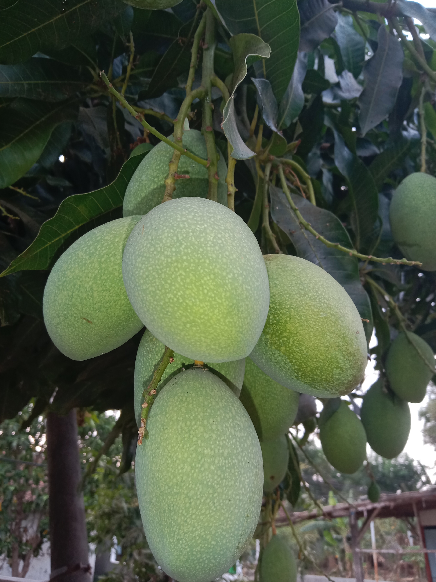 A close-up, eye-level shot captures a cluster of green mangoes hanging from a tree. The mangoes are smooth-skinned with a speckled pattern and vary in size, with some larger than others. They are attached to a branch by thin stems. The background is blurred, showing dark green leaves and branches, suggesting a dense canopy. In the distance, out-of-focus elements hint at an outdoor environment, possibly with some structures and trees. The lighting appears natural, casting soft shadows on the fruit. The location is identified as Pohsangit Leres, Indonesia.
