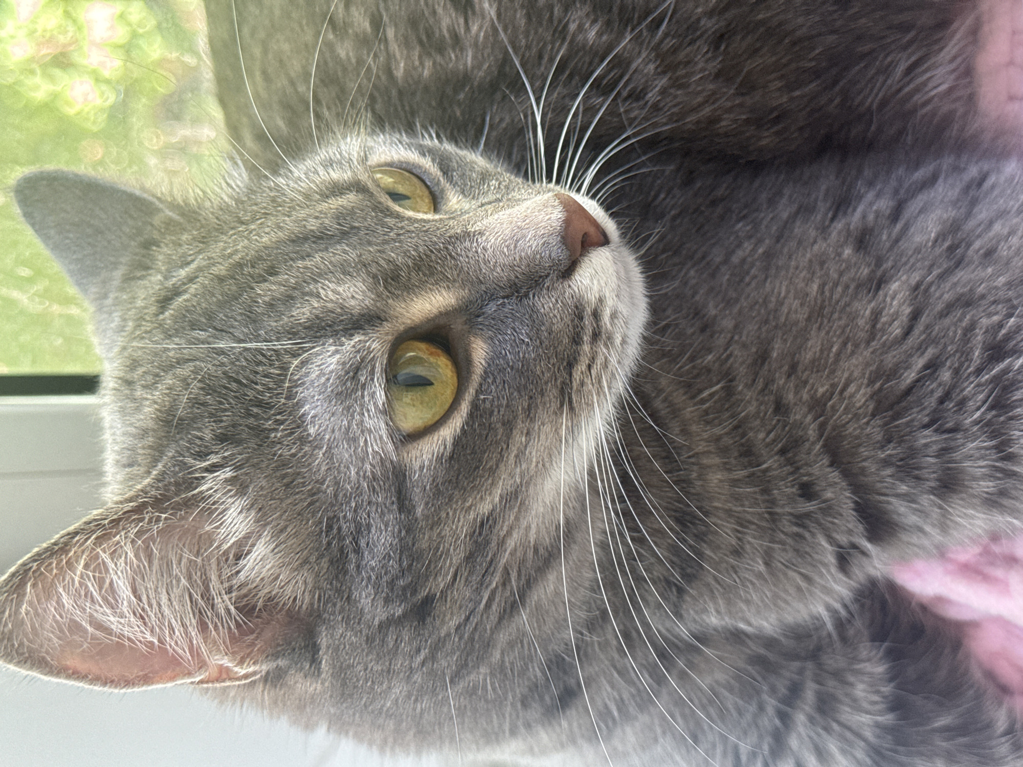 This is a close-up photograph of a grey tabby cat's face. The cat has bright yellow eyes with dark pupils, a pink nose, and long white whiskers. The fur is short and appears soft, with distinct tabby markings. The cat is looking to the right of the frame, with its ears perked up. The background is softly blurred, showing hints of green foliage and what appears to be a light-colored wall or window frame. The cat is lying on a pink, textured surface, possibly a blanket or cushion. The lighting suggests it is daytime, with sunlight illuminating the cat's face. There is no indication of any specific location in the city of Chaikovsky, Russia.