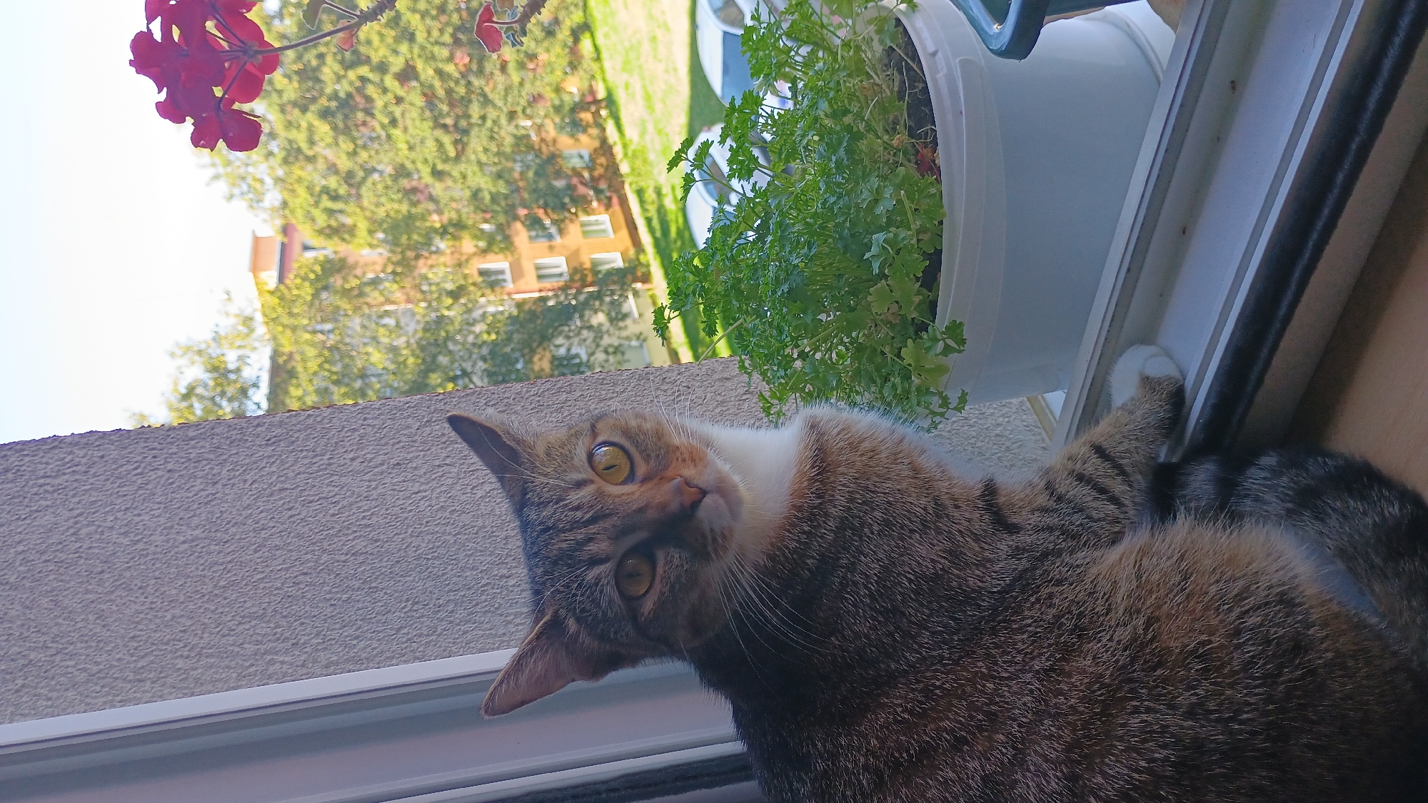A domestic short-haired cat with tabby markings and a white chest sits on a window ledge in Sokolov, Czechia, next to a potted plant and a red geranium. The cat is looking towards the camera with wide yellow eyes. In the background, trees and apartment buildings are visible, along with parked cars. The scene suggests an urban residential setting.