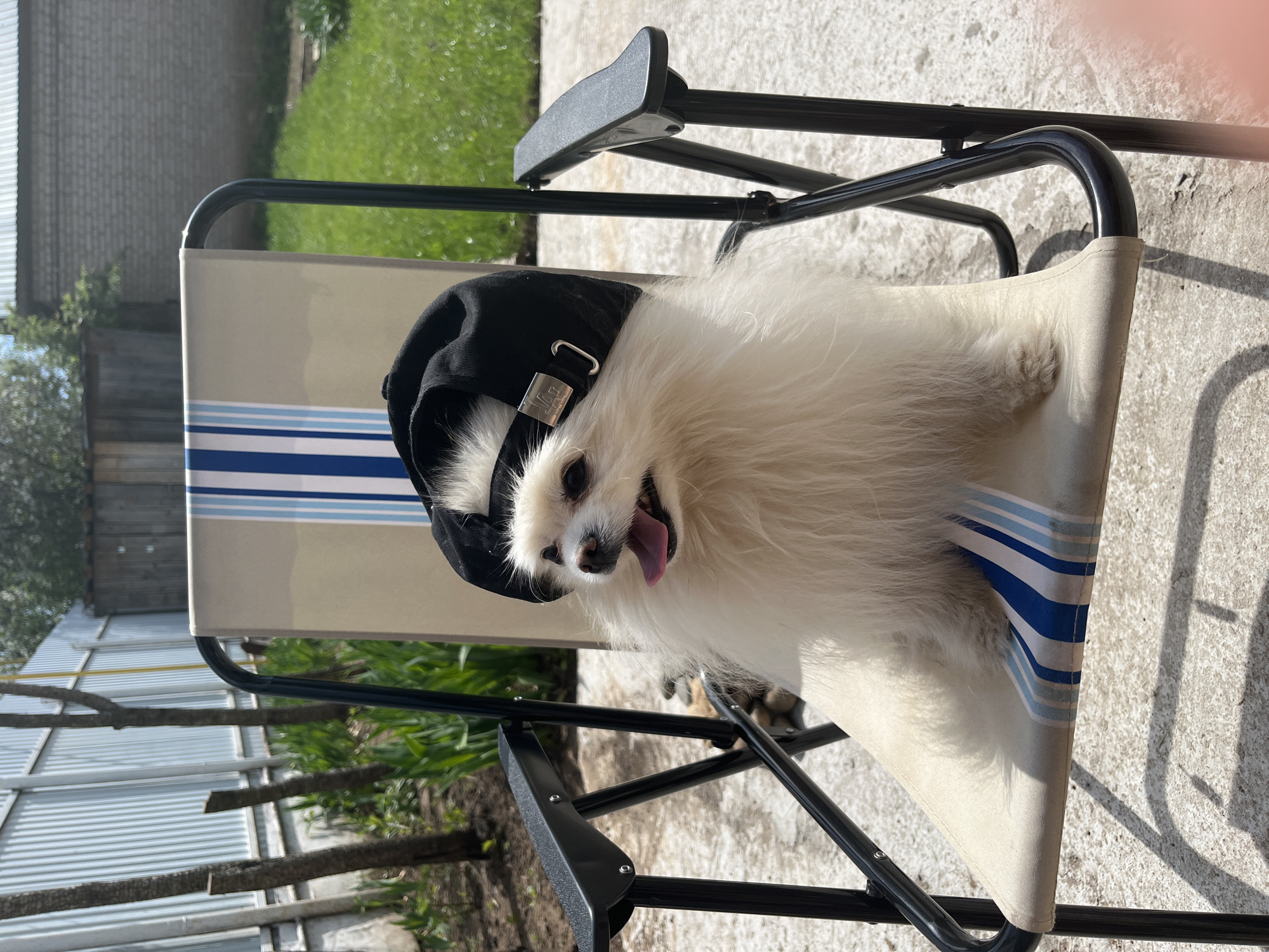 A fluffy, white Pomeranian dog sits in a foldable beach chair outside. The dog wears a black baseball cap. The chair has a striped pattern of light tan, white, and blue. The chair's frame is black metal. The background shows green grass and a corrugated metal structure. The location is outdoors, but the city of Izhevsk, Russia cannot be confirmed from the image.