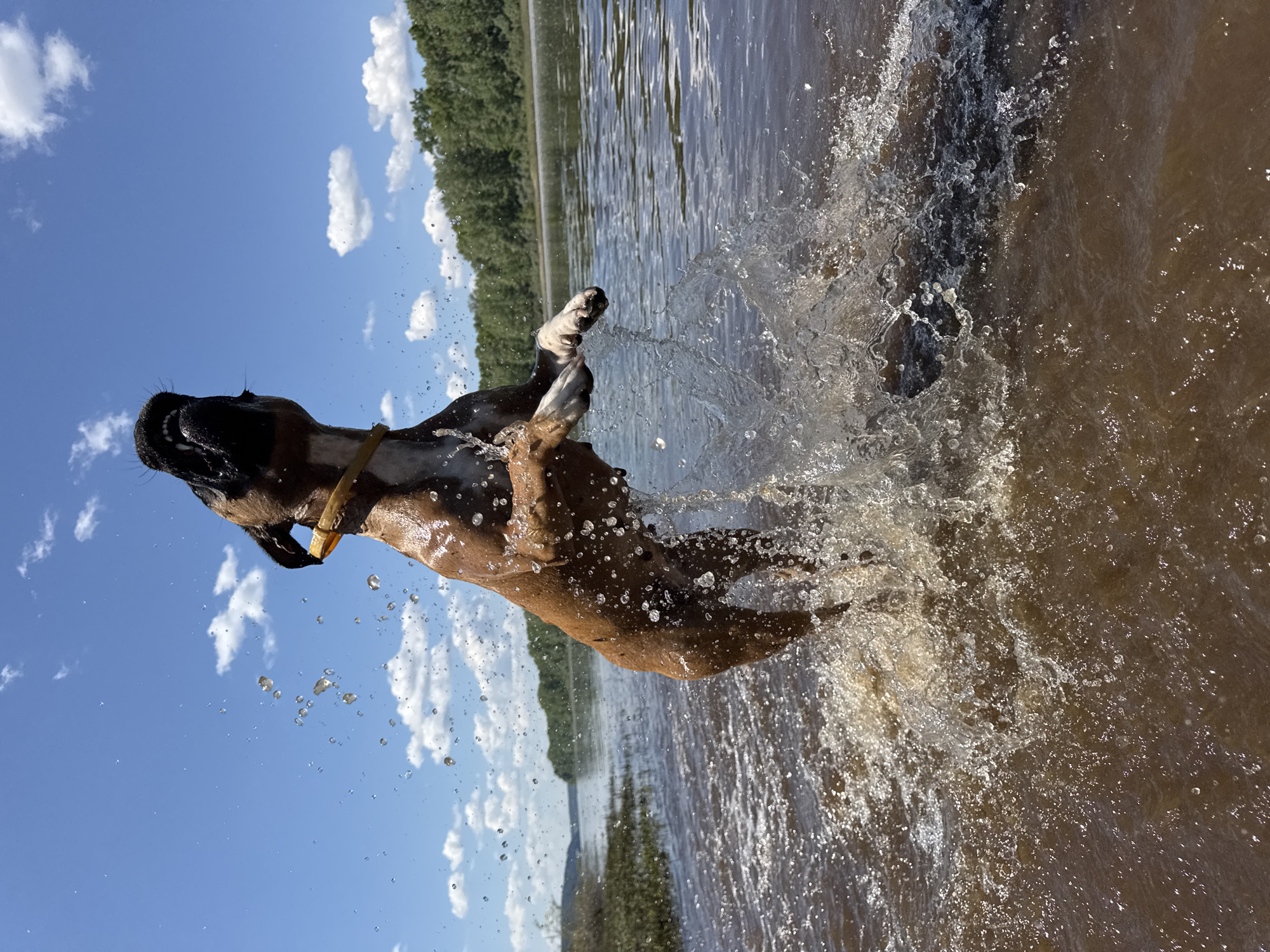 A brown boxer dog is captured mid-air, jumping out of murky brown water. The dog is facing upwards with its mouth open, and its front paws are extended. Water splashes dramatically around the dog, creating a dynamic spray. In the background, a wide, calm body of water stretches towards a treeline under a bright blue sky dotted with fluffy white clouds. The scene appears to be a natural body of water, likely a river or lake, and is consistent with outdoor recreational areas that might be found near Chaikovsky, Russia, such as the Kama River.