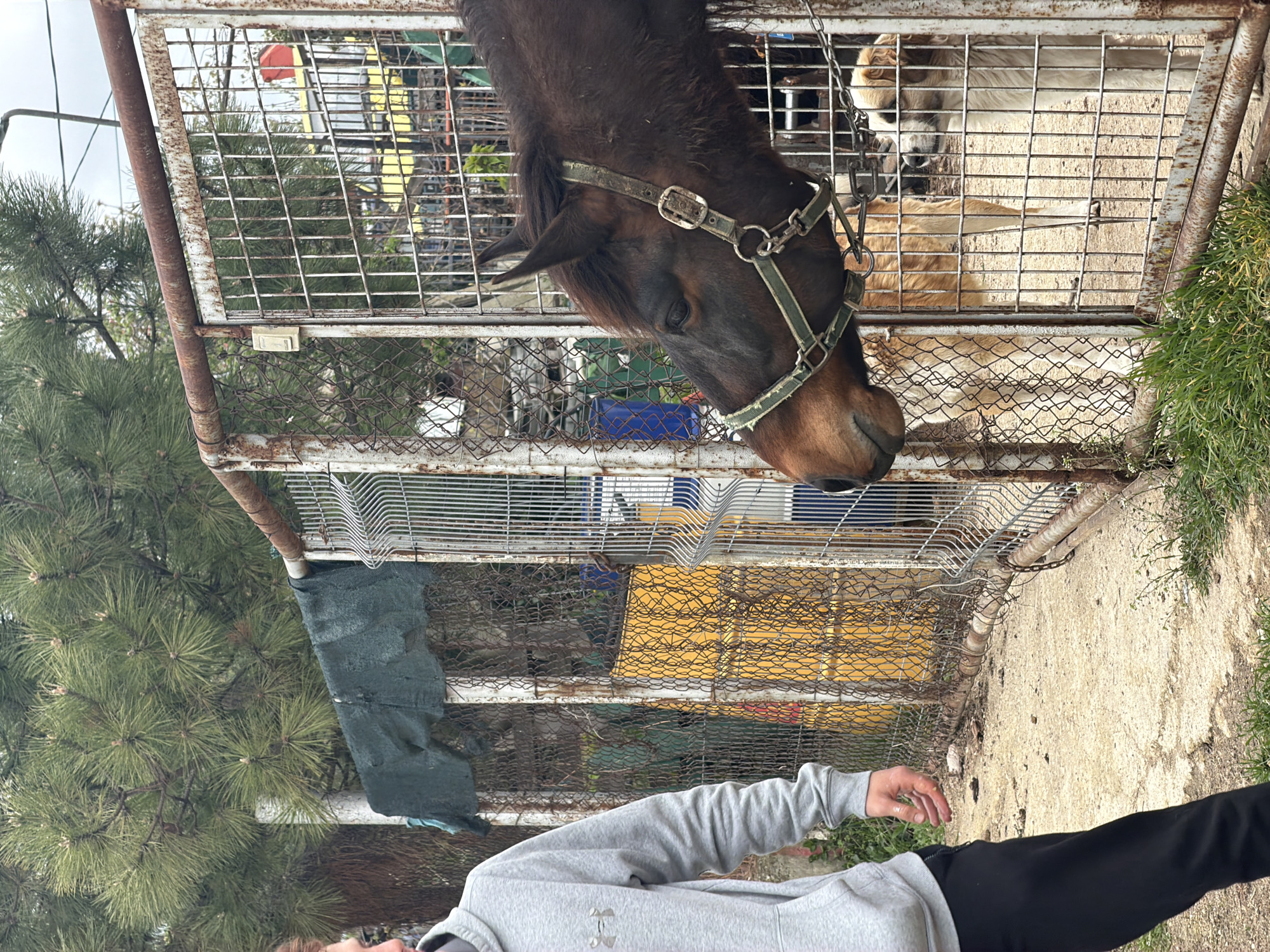 A brown horse wearing a halter is reaching its head over the top of a metal cage. Inside the cage, two other animals are visible. A person wearing a grey hoodie and black pants stands near the cage. The surrounding environment includes trees, grass, and a concrete surface. The location is Varna, Bulgaria.