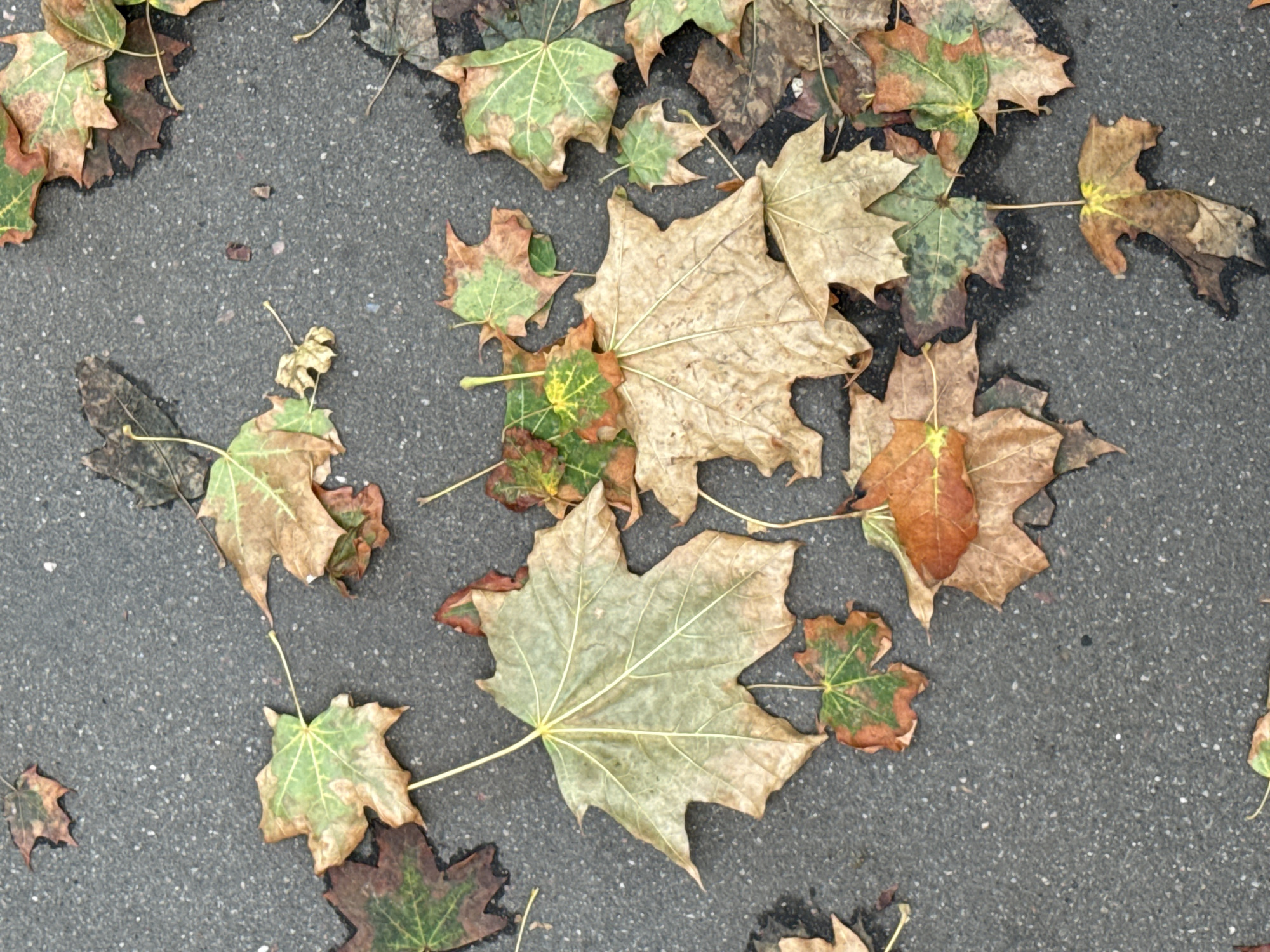 The image depicts a collection of fallen maple leaves scattered on a wet asphalt surface. The leaves exhibit a range of colors, from vibrant greens and yellows to shades of brown and reddish-orange, indicating autumn foliage. Some leaves are partially dried and curled, while others appear more saturated, possibly from moisture. The asphalt surface is dark gray and speckled with small white and light gray aggregates, suggesting it is a paved area like a sidewalk or road. The lighting is subdued, implying an overcast day. There are no people or animals visible in the frame. The scene is devoid of any specific Moscow landmarks or identifying features, making its precise location within the city indeterminable. The overall impression is one of a natural, urban environment during the autumn season.