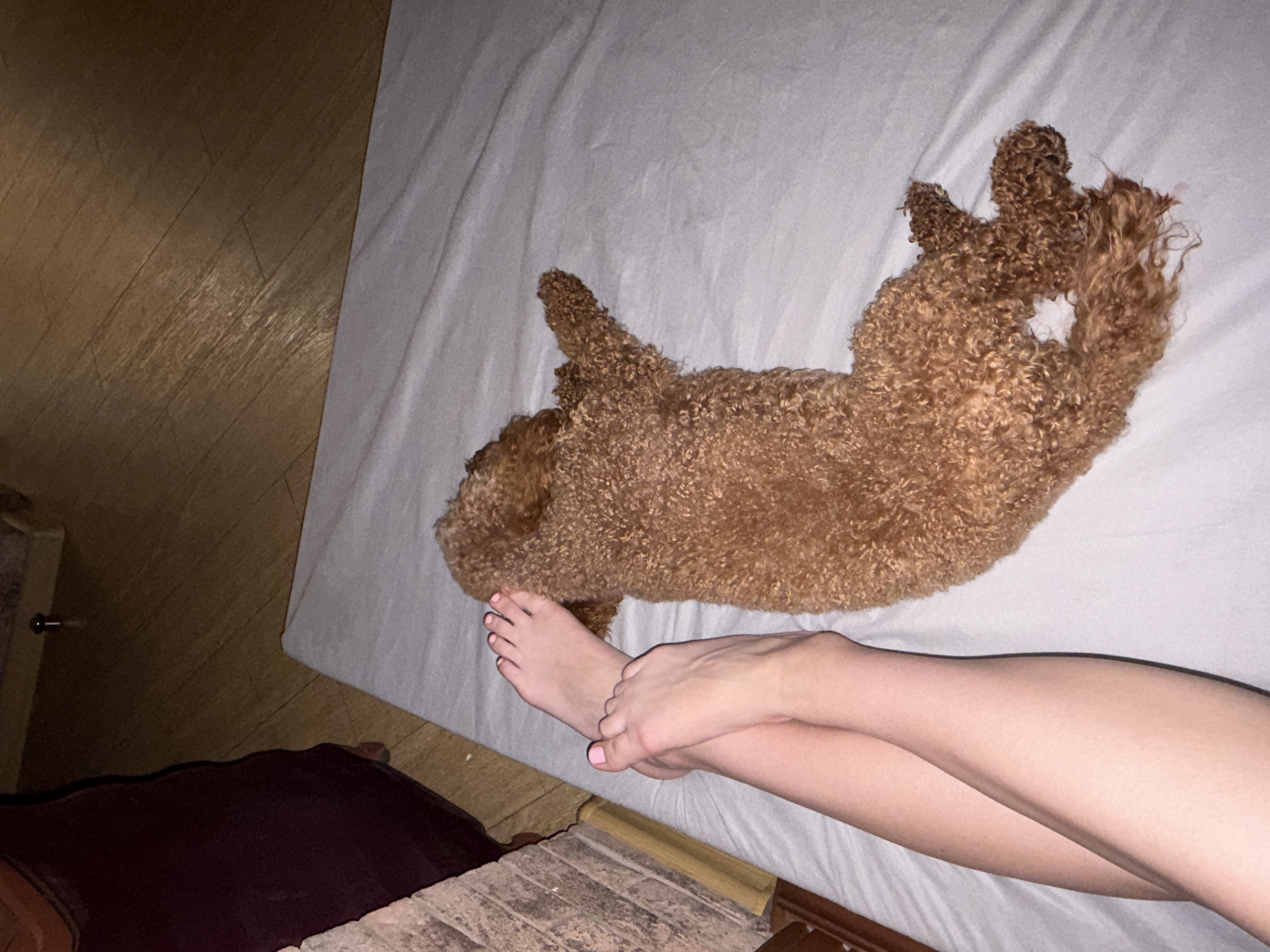 In a bedroom in Dnipro, Ukraine, a person's legs and feet, with painted toenails, rest on a white bedspread. A brown poodle lies next to them, its body stretched out and its tail curled. The room features wooden flooring and a glimpse of a brick wall.