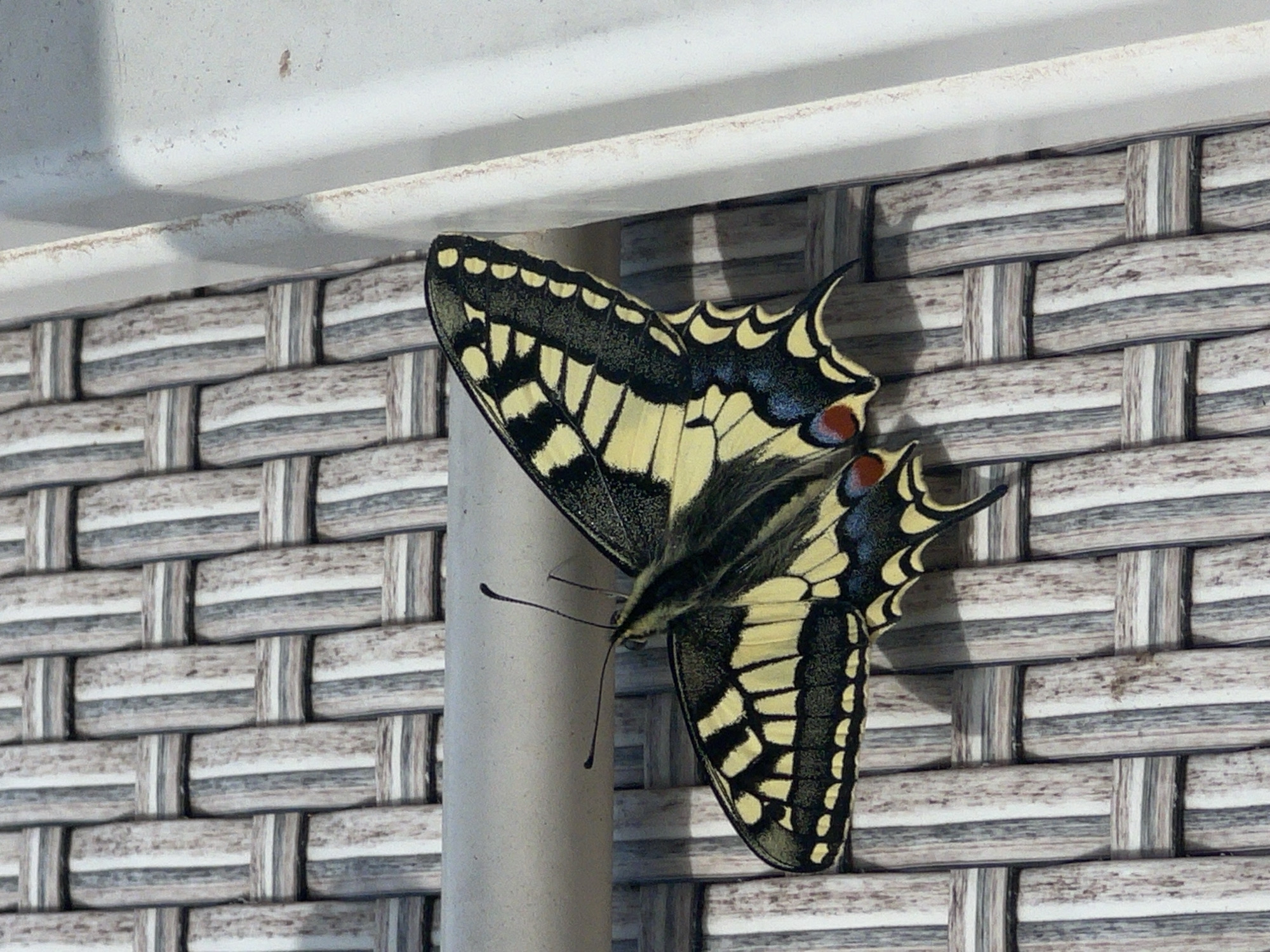 A vibrant, patterned butterfly clings to a light gray, round post against a woven background. The post is positioned near the lower-left of the frame. Above, a section of what appears to be white trim is visible. The woven texture forms the backdrop. The butterfly is yellow and black and partially obscures the post. The location is Budva, Montenegro.