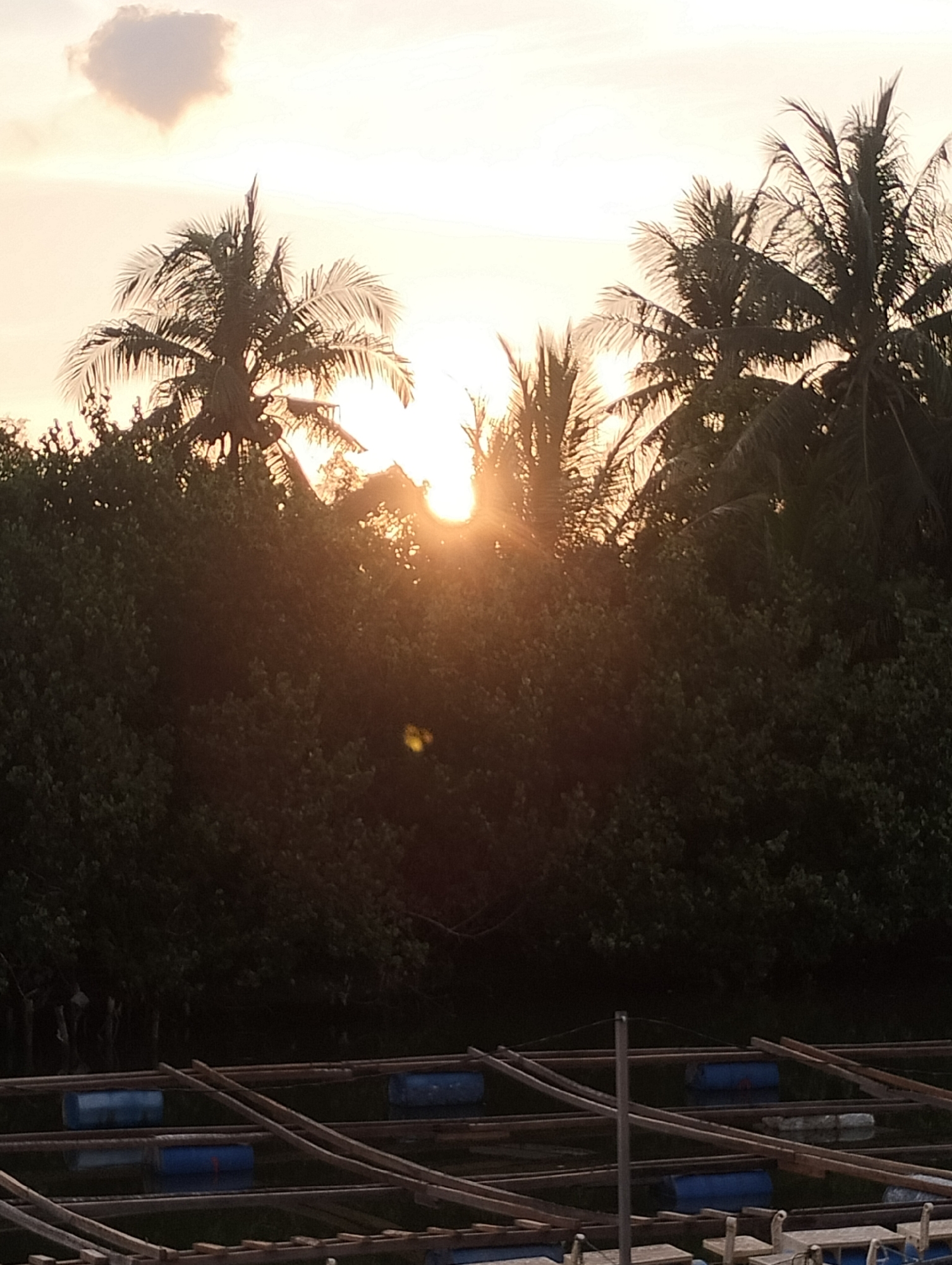 This image captures a serene tropical landscape during either sunrise or sunset in Lhokseumawe, Indonesia. The sky dominates the upper portion, displaying a soft, warm glow in hues of light orange and yellow, indicative of early morning or late afternoon light. A single, distinct, heart-shaped cloud floats in the upper left of the sky.
The horizon is characterized by a dense line of lush green foliage and several tall coconut palm trees, their fronds silhouetted against the bright light. The sun is visible peeking through the canopy of the trees in the center, casting a brilliant lens flare and bathing the immediate surroundings in a golden glow, while also creating deep shadows on the foliage below.
In the foreground, a body of water is partially visible, upon which a man-made structure has been built. This structure consists of a network of wooden beams and planks, forming a raft-like or caged system. Several blue cylindrical barrels are integrated into this framework, likely serving as floats or supports to keep the structure buoyant. The water surface reflects some of the ambient light, though it largely appears dark due to the shadowing from the overhead trees and the structure itself. No people or visible text are present in the image, emphasizing the natural and tranquil setting.
