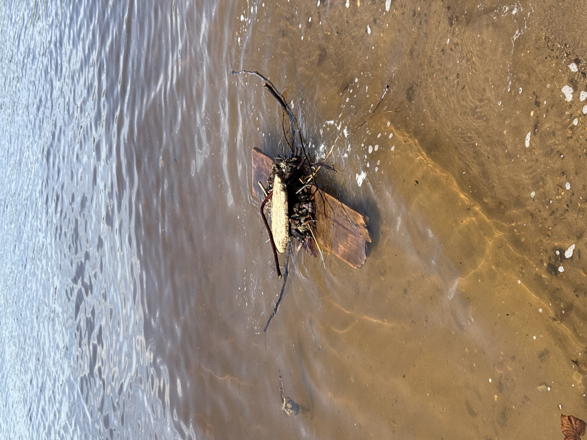 The image shows a piece of driftwood in shallow water near a shore. The driftwood consists of a wooden plank with twigs, sticks, and some foliage accumulated on top. The water is murky with a sandy bottom visible in the shallower areas. There is some foam and debris floating on the water's surface. The location and city are not discernible from the image.