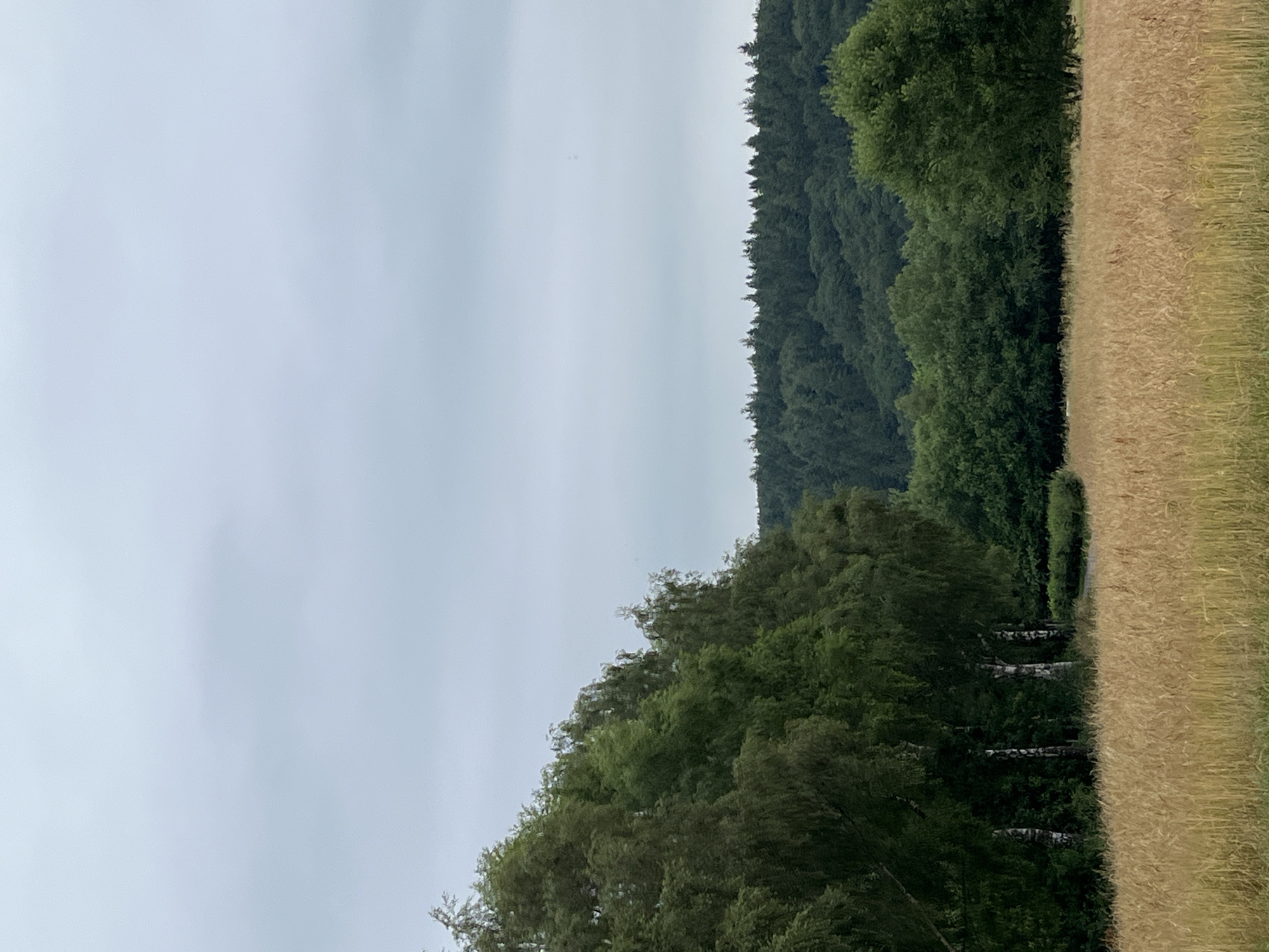 A field of golden wheat or barley is in the foreground, with a row of tall, leafy green trees lining the left side of the image. Beyond the trees, a dense, dark green forest covers rolling hills. The sky is overcast and a pale grey. The scene appears to be a rural landscape, possibly in or near the city of Saint-Vith, Belgium, given the undulating terrain and prevalence of forests. There are no people or animals visible in the image.