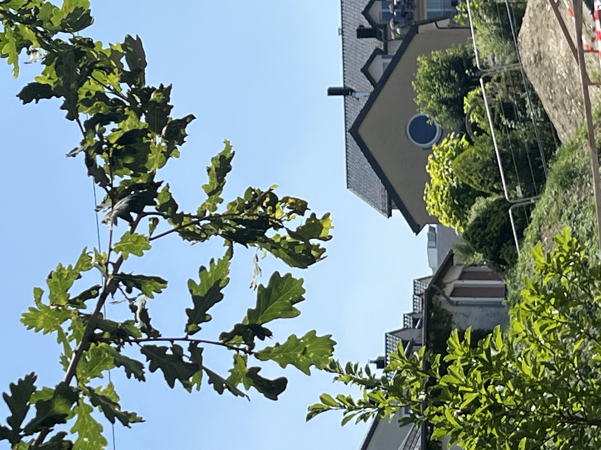 In Saint-Vith, Belgium, an outdoor scene unfolds beneath a clear blue sky. The foreground is dominated by the leaves and branches of an oak tree, obscuring the upper portion of the frame. Below the foliage, a residential area is visible. A light-colored house with a dark, tiled roof stands out, featuring a distinctive round window. Adjacent to it, another building with a grey facade and a steeply pitched roof is partially visible, showing a section with ivy growth and two dark-shuttered windows. Lush green trees and bushes populate the middle ground. A silver metal fence runs horizontally across the mid-section of the image, separating the residential area from a patch of disturbed earth or construction site in the foreground.