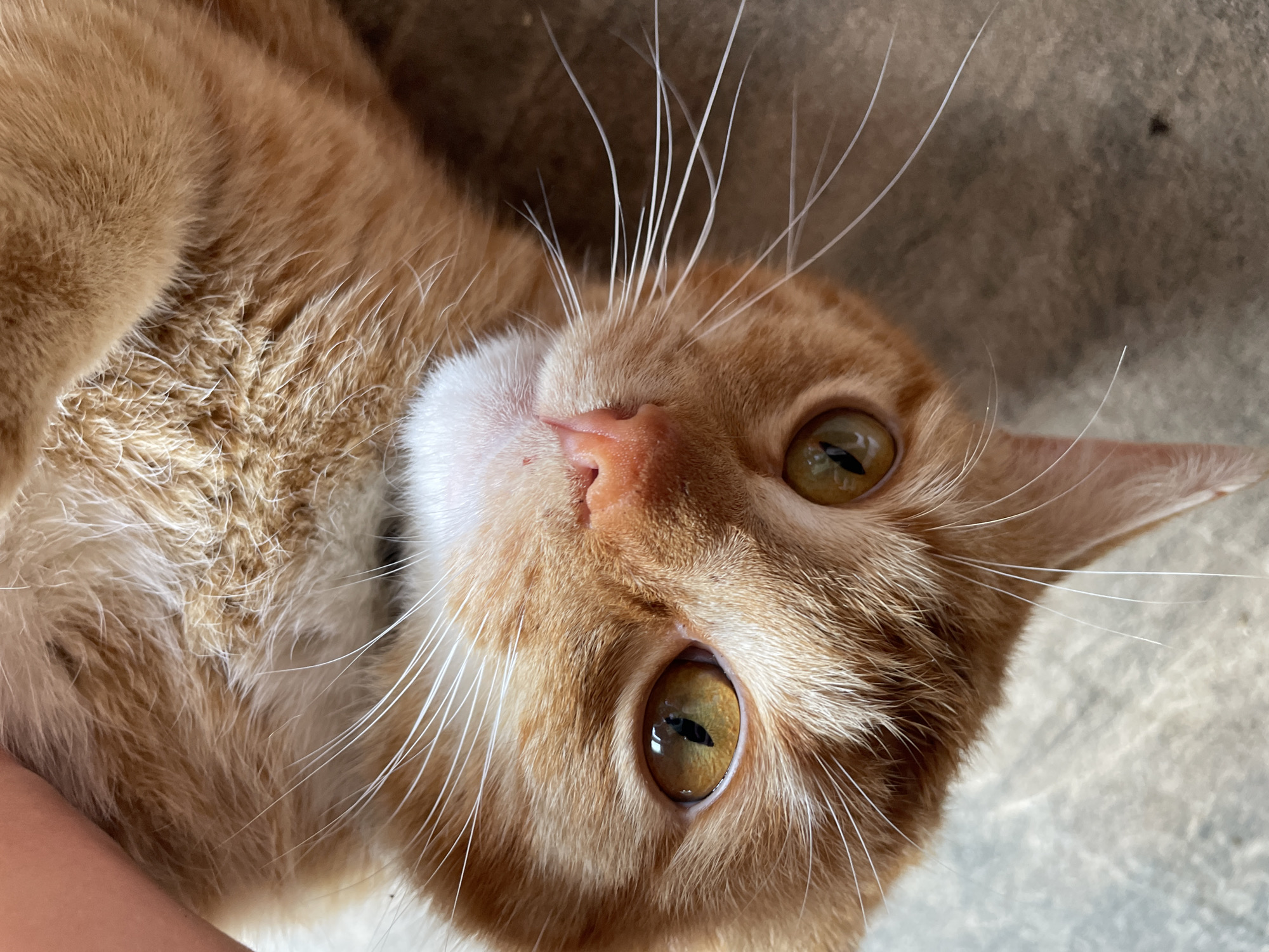 The image shows a close-up, upside-down view of an orange tabby cat's face. The cat has golden eyes with vertical pupils, a pink nose, and long white whiskers. The cat's fur is orange and white. A human arm is visible along the lower left edge of the frame. The background is a neutral gray. There is no contextual information to suggest a specific location such as Zlatograd, Bulgaria.