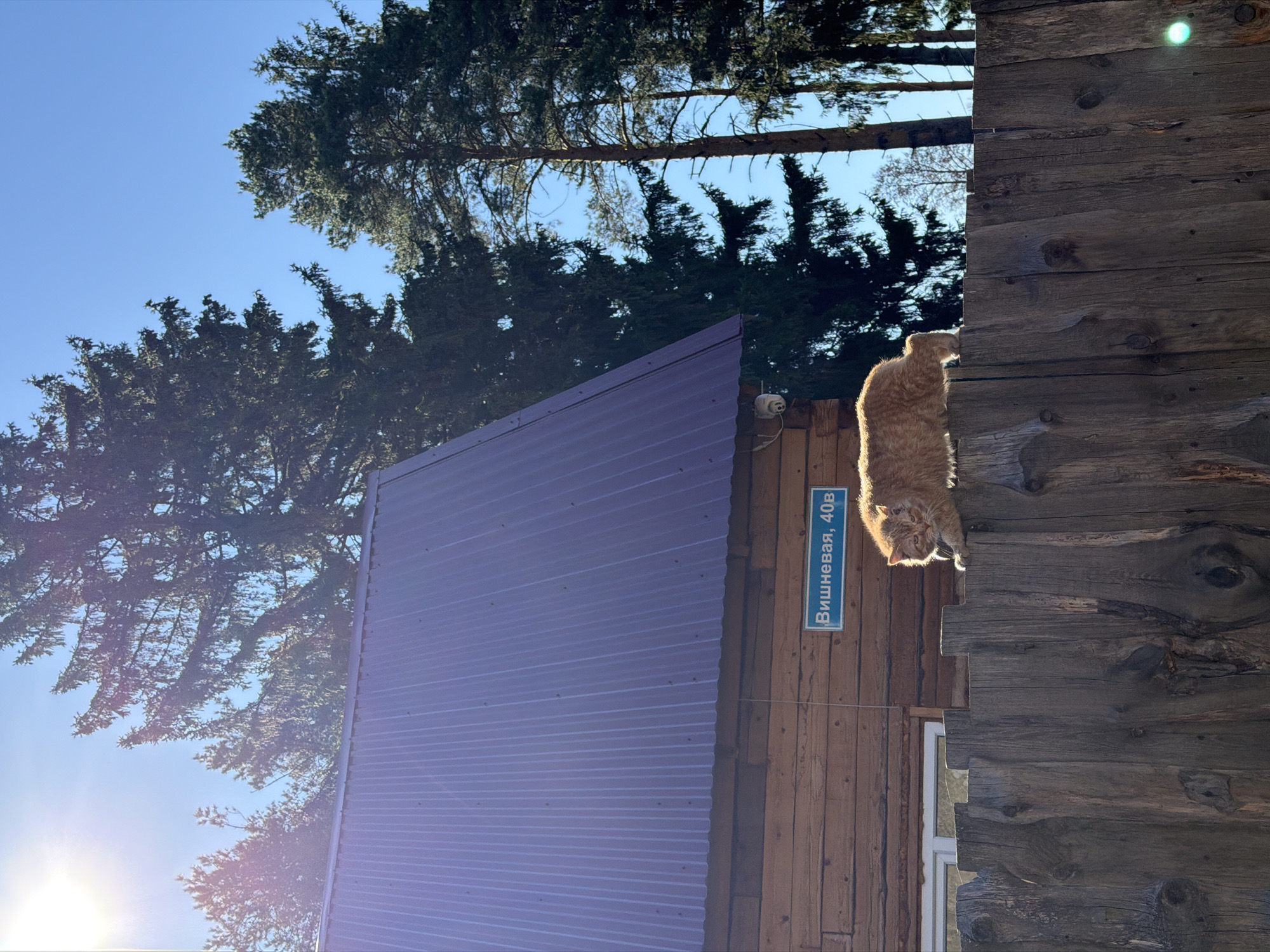 An orange cat is perched on a wooden fence next to a house with a purple corrugated metal roof. A blue sign on the side of the house reads "Вишневая, 40В", indicating the location is Vishnevaya Street, building 40В. Trees are visible in the background against a clear, blue sky. The sun is shining. The scene appears to be in Chaikovsky, Russia.