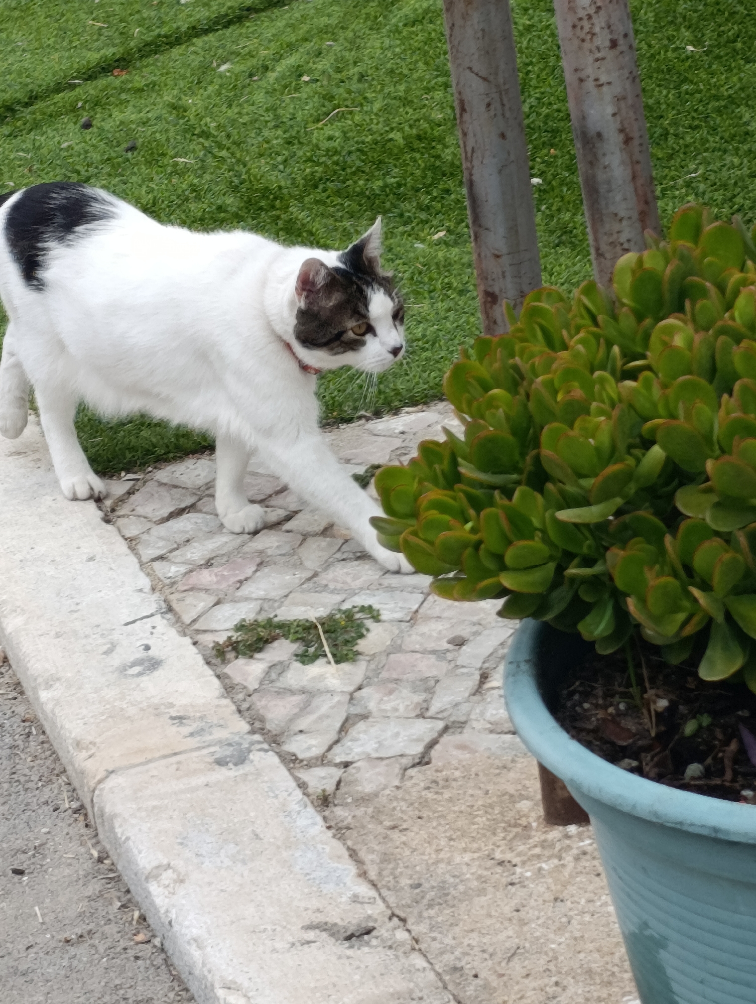 A black and white cat with a black patch over its left eye and ear, and another large black patch on its back, is walking on a paved stone pathway next to a concrete curb. The cat is wearing a red collar. To the right of the cat is a large, potted succulent plant with fleshy green leaves. In the background, there is green artificial turf and two vertical metal posts. The scene appears to be outdoors, possibly in a garden or park area within Setúbal, Portugal.