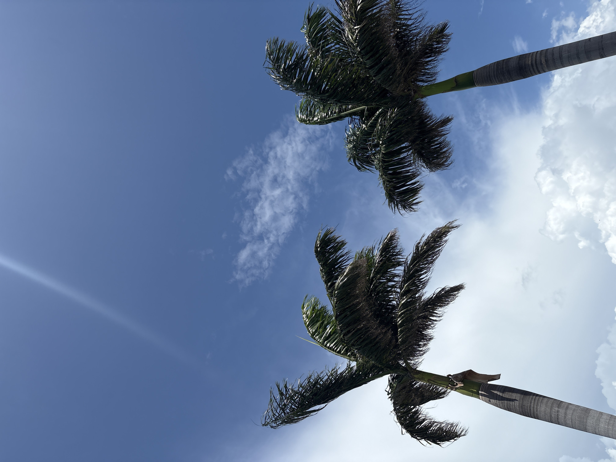 Two palm trees are silhouetted against a bright blue sky with scattered white clouds. The palm trees are tall and slender, with fronds that appear to be blowing in the wind. The sun is shining brightly, creating a lens flare in the upper left quadrant of the image. The lower part of the image shows a hint of white clouds. The scene suggests a warm, tropical environment. The image is an upward-facing shot, emphasizing the height of the palm trees and the expanse of the sky. There are no people or animals visible in the image. The scene appears to be an outdoor setting, possibly a park or a street in a coastal city. Without further context, it is impossible to determine the specific location in Bradenton, United States.
