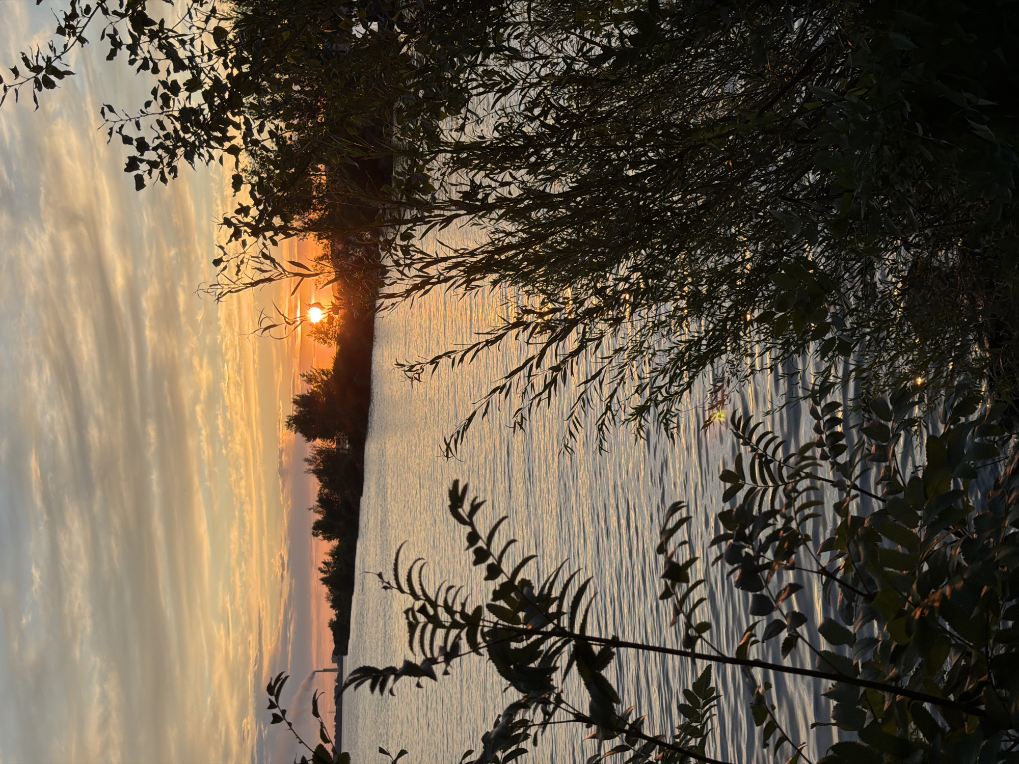 The image captures a sunset over a body of water, likely the Nura River, in Temirtau, Kazakhstan. In the distance, a row of trees lines the opposite bank, and a silhouette of a factory smokestack emitting smoke is visible on the far left. The sky is filled with wispy clouds painted in hues of orange, yellow, and pink, characteristic of a sunset. The water's surface is rippled, reflecting the warm colors of the sky. In the foreground, the silhouettes of leafy branches and foliage obscure parts of the scene, adding depth and a sense of natural framing. The overall atmosphere is serene and natural, with a subtle industrial presence in the background.