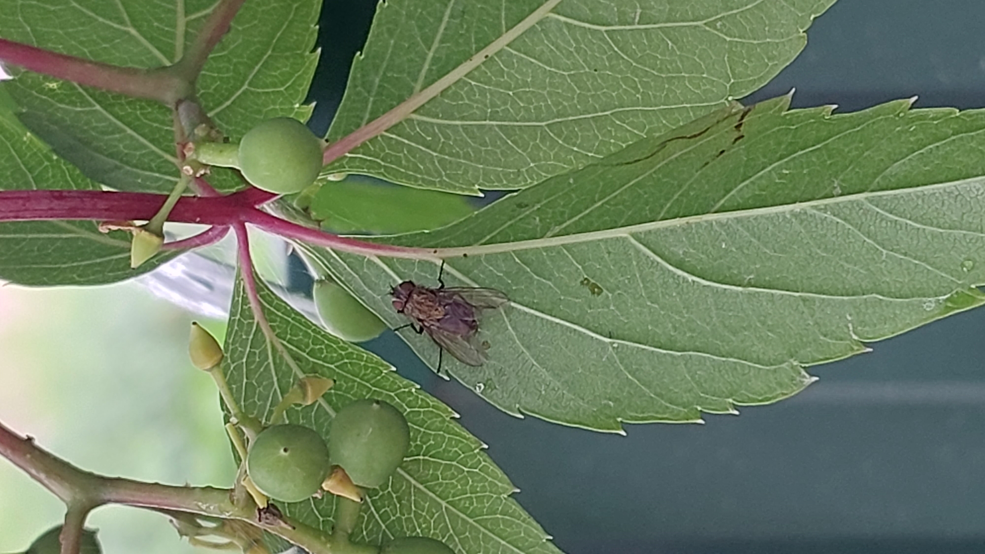 A housefly with reddish-brown coloration rests on a serrated green leaf. The fly is positioned towards the left side of the leaf, facing left, with its wings slightly spread and its legs visible. Several small, green, unripe berries are attached to a reddish-brown stem in the upper left quadrant of the image. More green leaves, some with visible veins and tiny water droplets, fill the rest of the frame. The background is a muted, dark green.