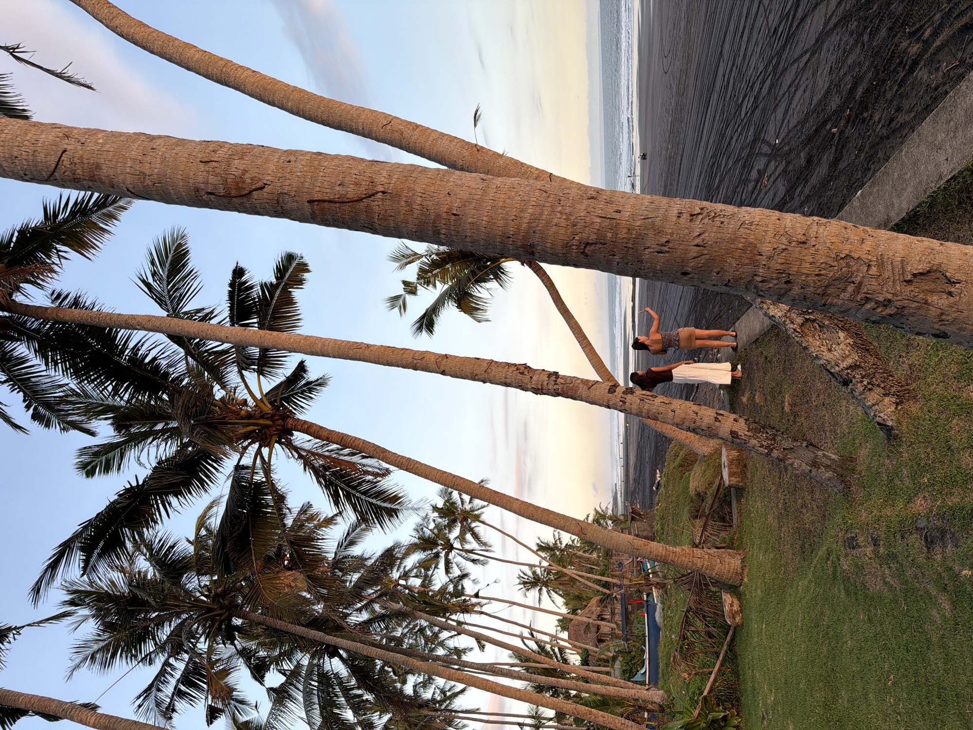 The image depicts a coastal scene in Kerambitan, Indonesia. Several tall coconut palm trees dominate the foreground, their trunks leaning at various angles. In the background, there is a black sand beach meeting the ocean under a sky transitioning from light blue to pale orange and yellow. Two women are standing near a concrete barrier separating the beach from a grassy area. One woman is wearing a dark top and skirt and has her arm raised, appearing to gesture towards the ocean. The other woman wears a dark top and long white pants, standing still next to her. There are several canoes on the grass beyond the trees, and huts can be seen in the distance. The beach shows tire tracks.