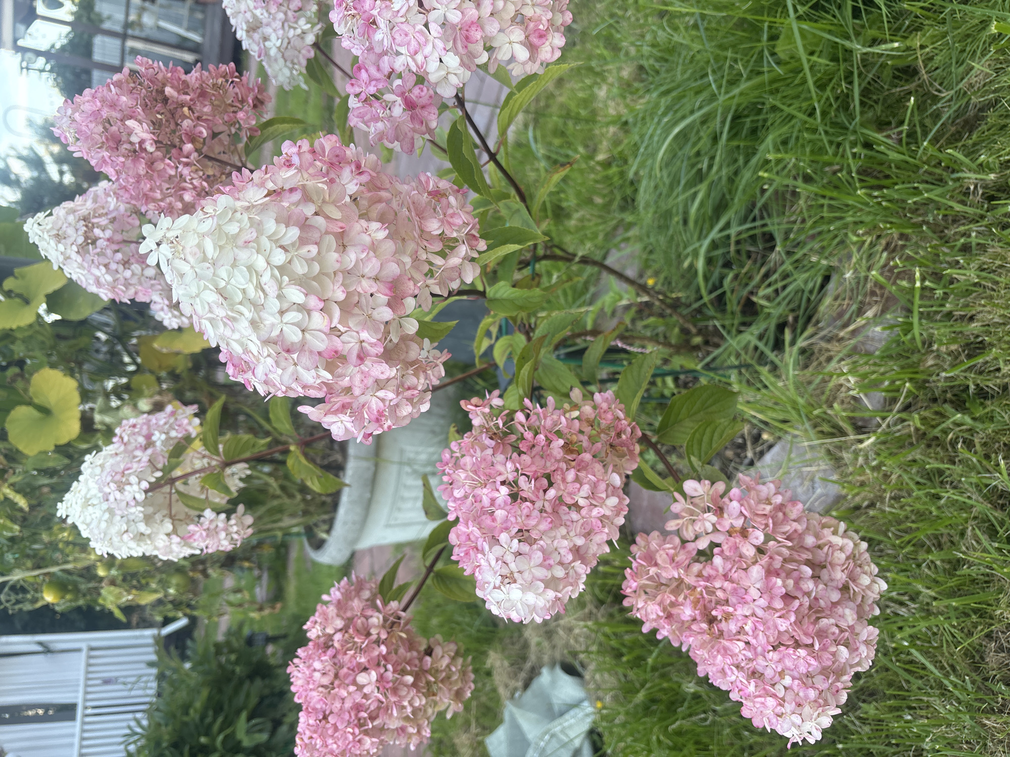 In a garden setting, likely within Лотос Снт (марьино), Russia, several flowering plants with large, cone-shaped clusters of small pink and white blossoms are the primary focus. These hydrangeas are in various stages of bloom, with some appearing brighter white and others transitioning to pink hues. They are growing in and around a large, light-colored pot, partially obscured by the foliage. The ground is covered with green grass, some of which appears freshly cut, and there are hints of other garden elements like tomato plants in the background, as well as a white building with a porch and railing. A white plastic bag and some dry vegetation are visible on the ground to the left of the plants. The lighting suggests it is daytime, with natural light illuminating the scene.