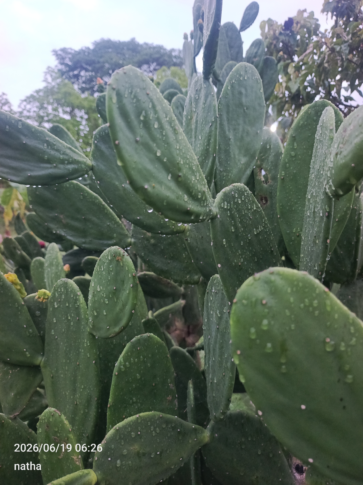 This media file is a close-up, slightly low-angle shot of a prickly pear cactus in El Chaparral, Venezuela. The cactus pads are a deep green and covered in numerous small water droplets, suggesting recent rain or dew. The pads are broad and flat, with some of them overlapping. In the background, out-of-focus trees and foliage create a natural, outdoor setting. The sky appears overcast or hazy, contributing to a soft, diffused light.
The time of day is indicated by the visible text in the lower left corner: "2026/06/19 06:26". This suggests the image was captured in the early morning. The weather appears to be wet, as evidenced by the water droplets on the cactus. There are no people or animals visible in the frame. The primary subject is the cactus itself, presented in a way that highlights its texture and the effect of water on its surface. The name "natha" is also visible below the date and time.