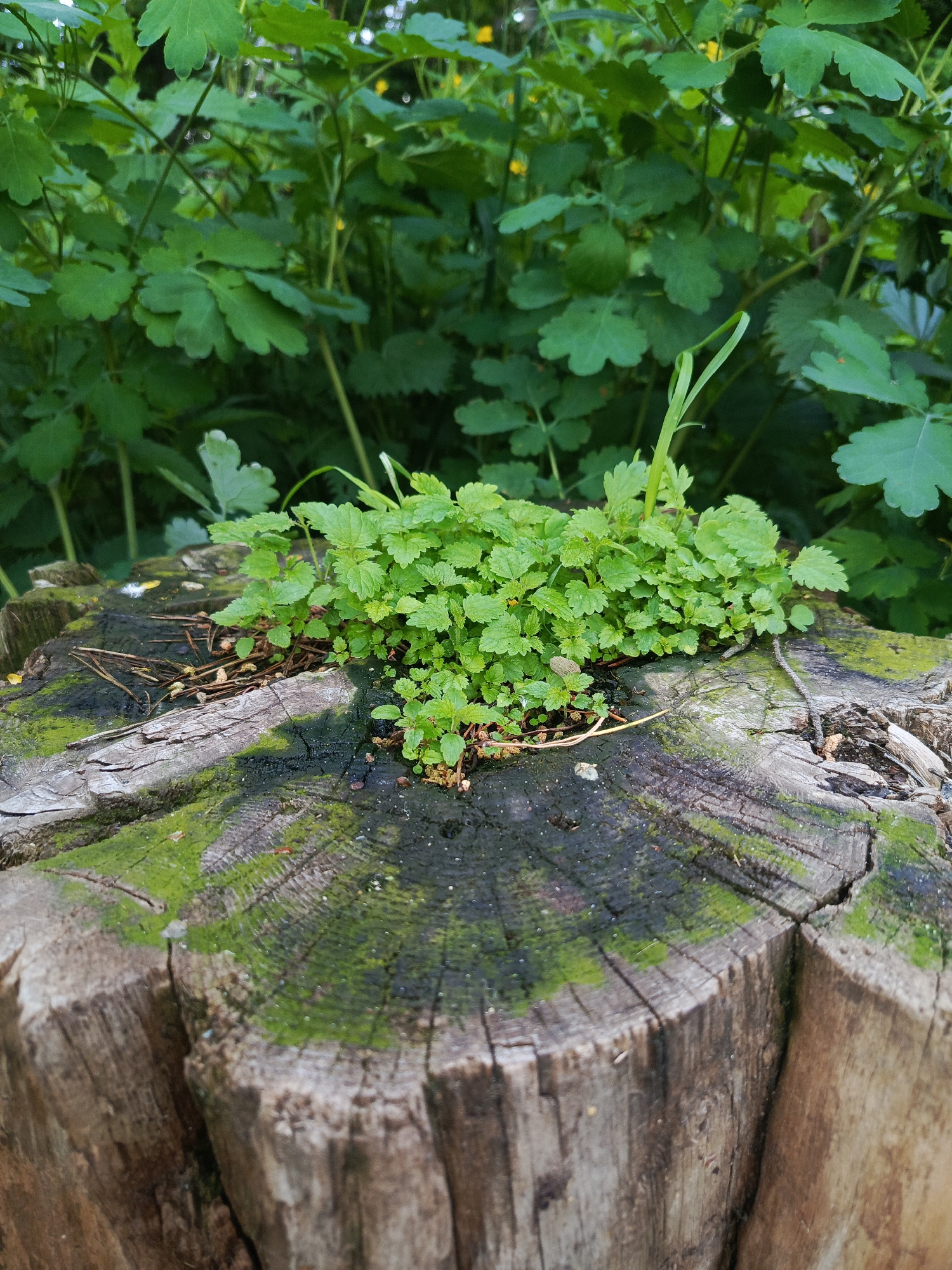 The image captures a close-up view of a weathered tree stump in an outdoor, natural setting, likely in Chaikovsky, Russia. The circular stump dominates the foreground and midground, displaying a rough, cracked, light brown wooden texture with visible growth rings. Its top surface features dark, possibly damp areas, and is partially covered by patches of vibrant green moss, particularly on the left and front sections.
Clusters of small, bright green, leafy plants are seen growing vigorously from a depression or crevice in the stump's center. These young plants appear healthy and densely packed, interspersed with a few individual blades of grass. Around the base of these new growths, some dry, brown organic debris, such as pine needles or small twigs, is visible.
The background consists of a dense, out-of-focus mass of lush green foliage, likely large bushes or undergrowth. The leaves are broad and lobed, and hints of yellow, possibly from flowers, can be discerned deeper within the greenery. The overall lighting suggests a soft, natural illumination typical of daytime, possibly filtered through a tree canopy. There is no visible human activity or text in the image. The scene highlights the resilience of nature and new life emerging from decay.